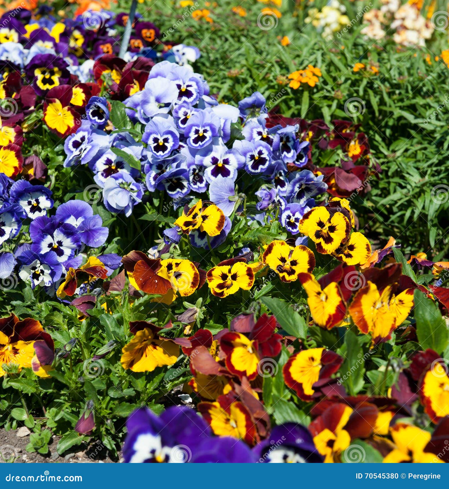 Beautiful Collections of Viola Flowers Stock Photo Image of central