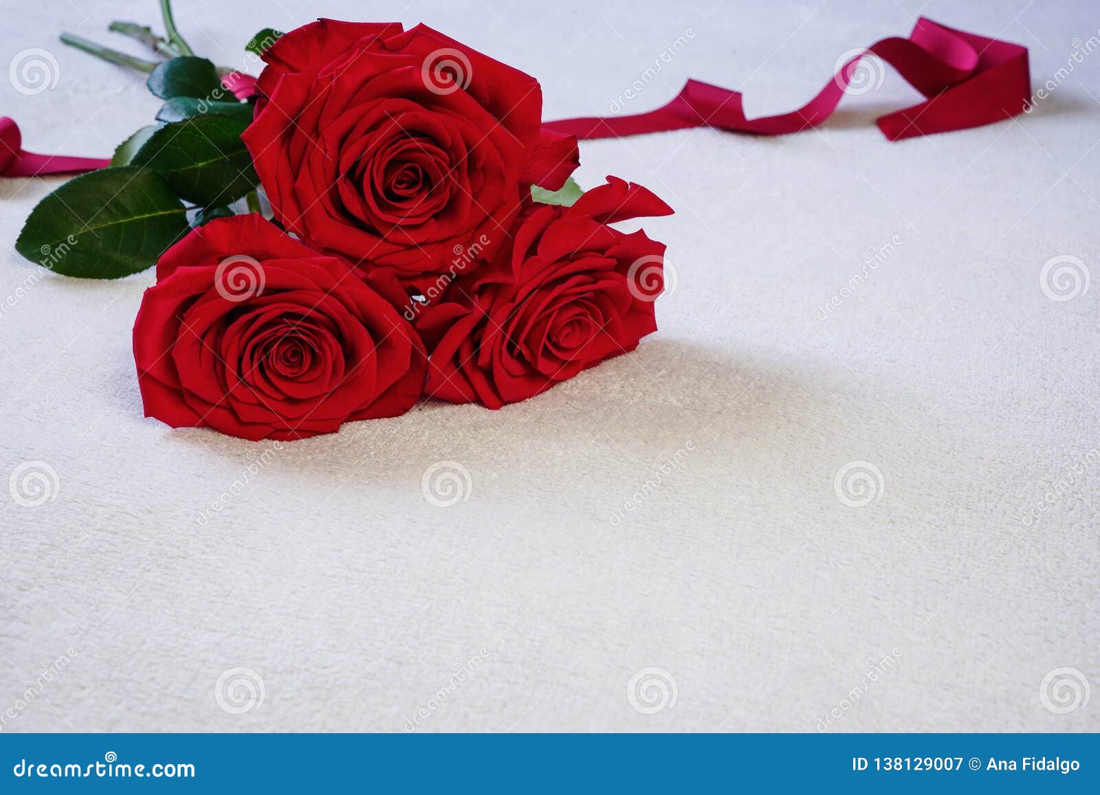 Beautiful Colombian Red Roses in Full Bloom in White Background ...