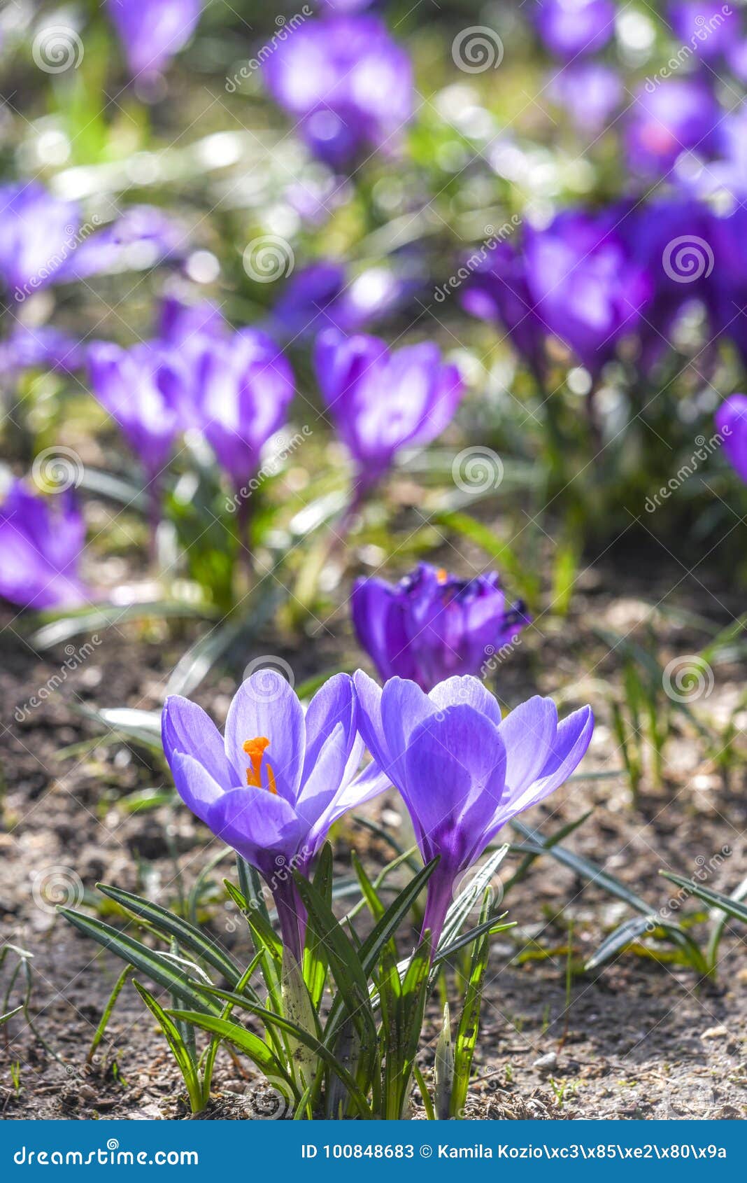 Beautiful Color Crocuses Blooming in Spring Park in Szczecin Stock