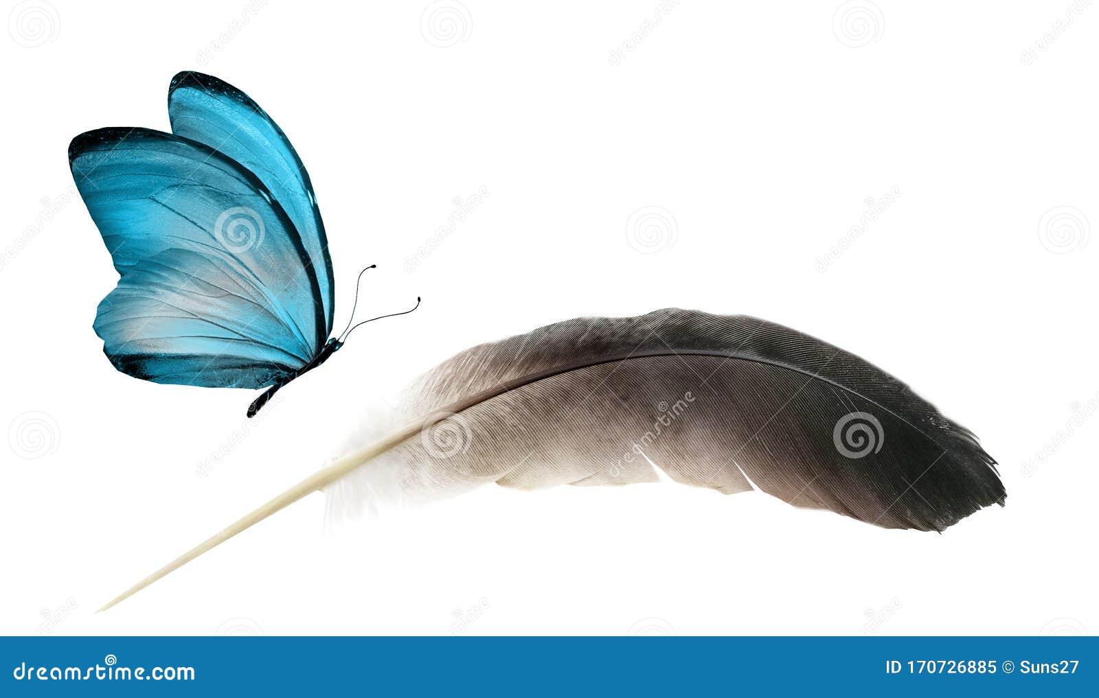 Beautiful Color Feather and Butterfly Isolated Stock Image Image of
