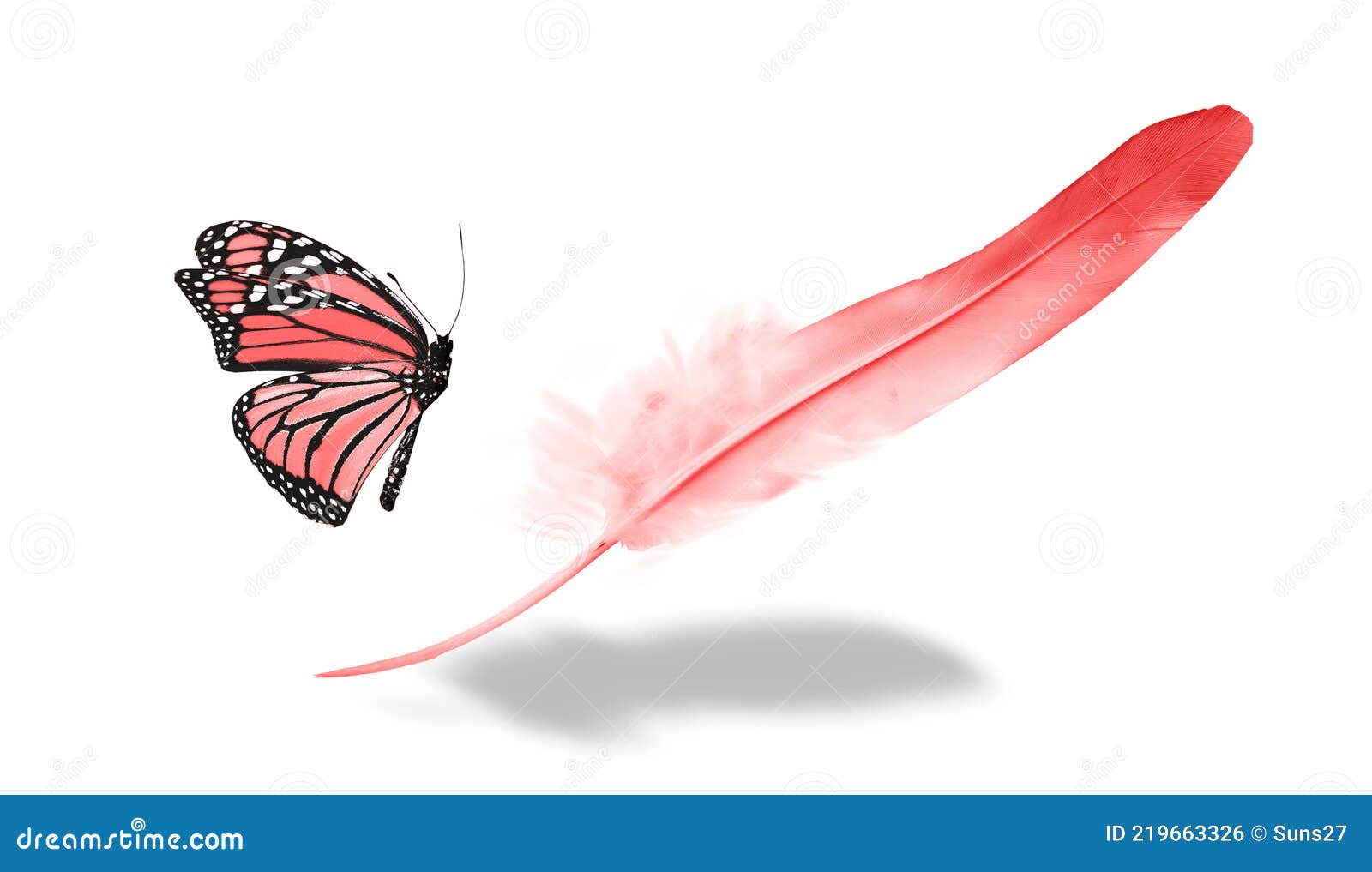 Beautiful Color Feather and Butterfly Isolated Stock Photo Image of