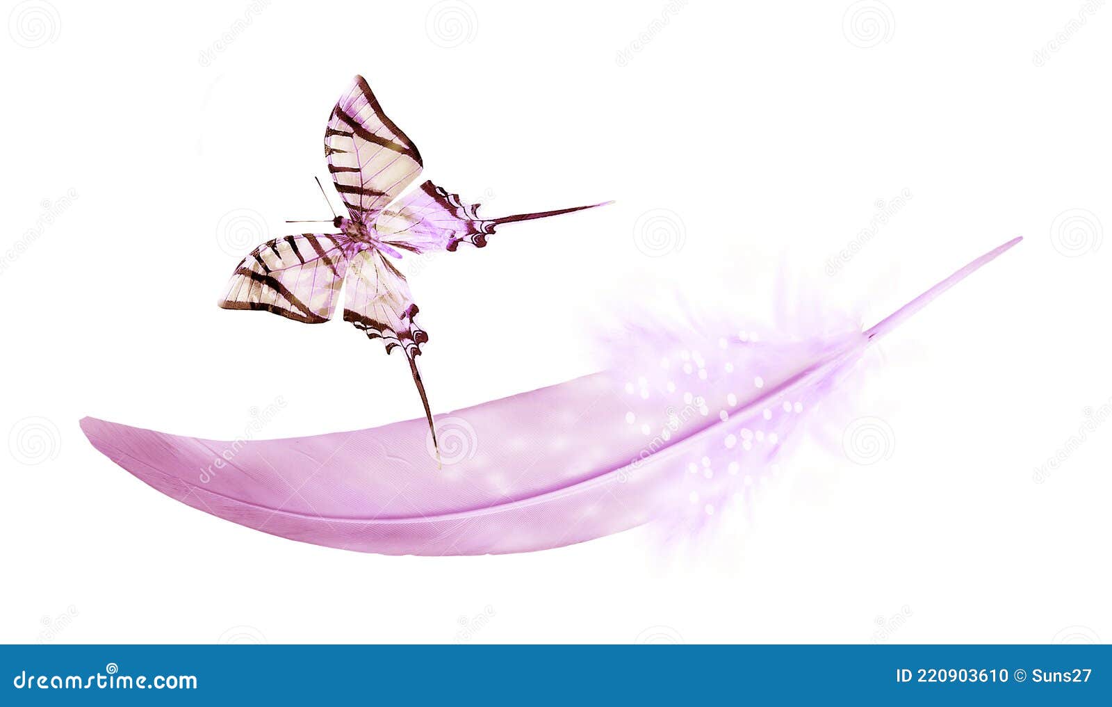 Beautiful Color Feather and Butterfly Isolated Stock Photo Image of