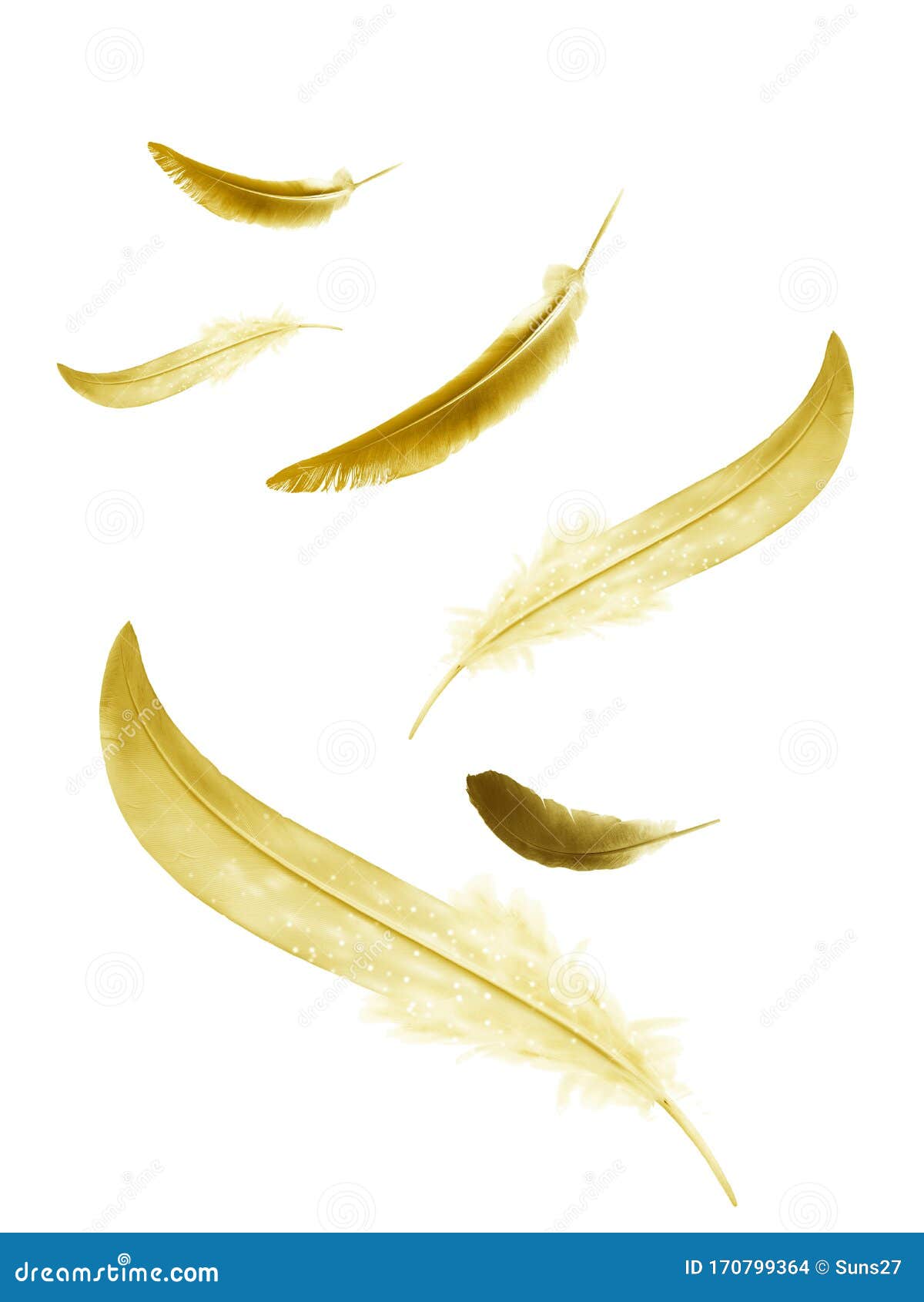 Beautiful Color Feathers Isolated on White Stock Photo Image of feather, raven 170799364