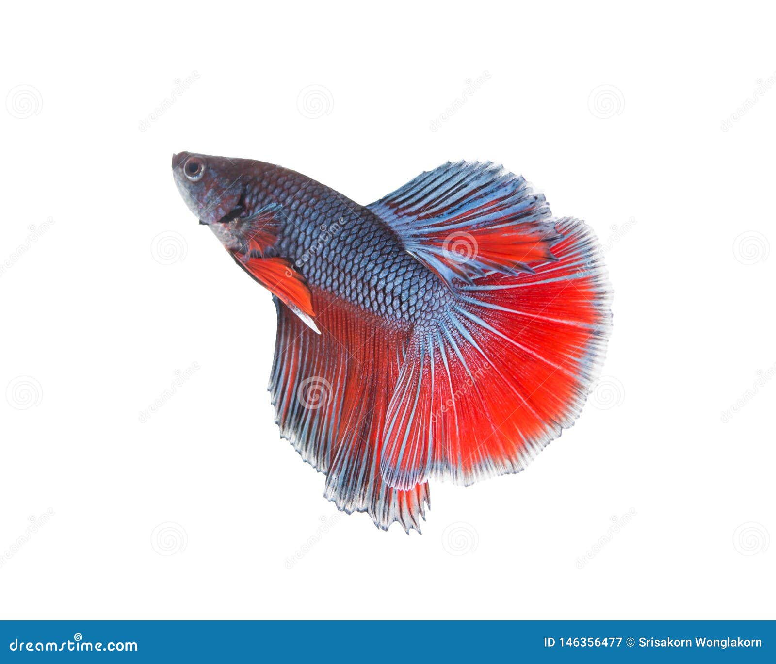 Beautiful color fish tail stock image. Image of siamese - 146356477