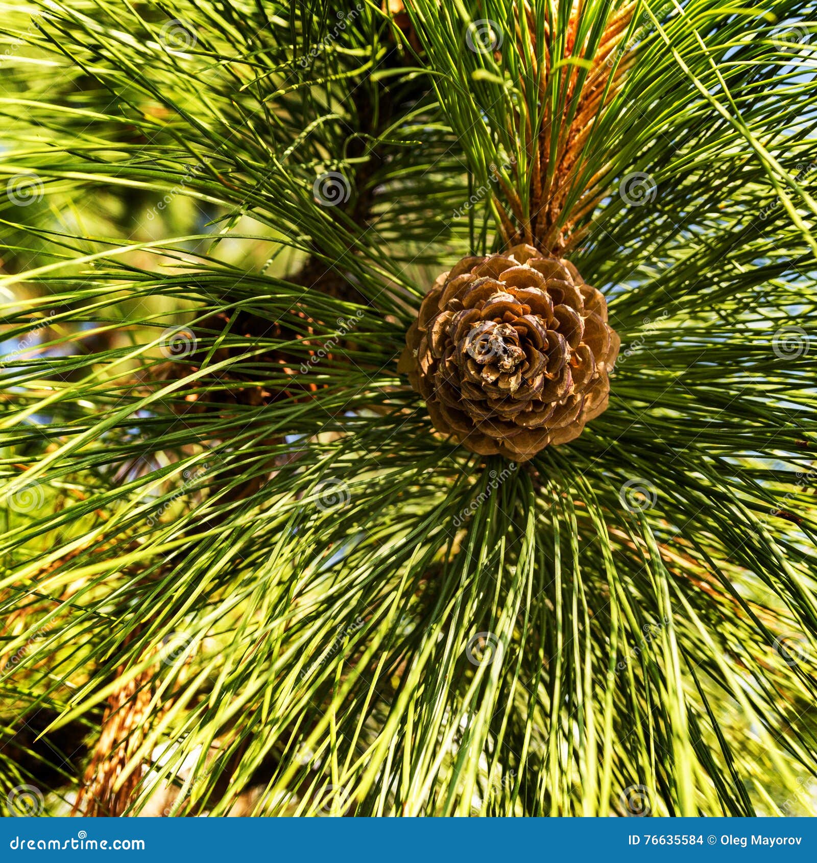 Beautiful Color Pine Cone on Green Branches Stock Photo Image of