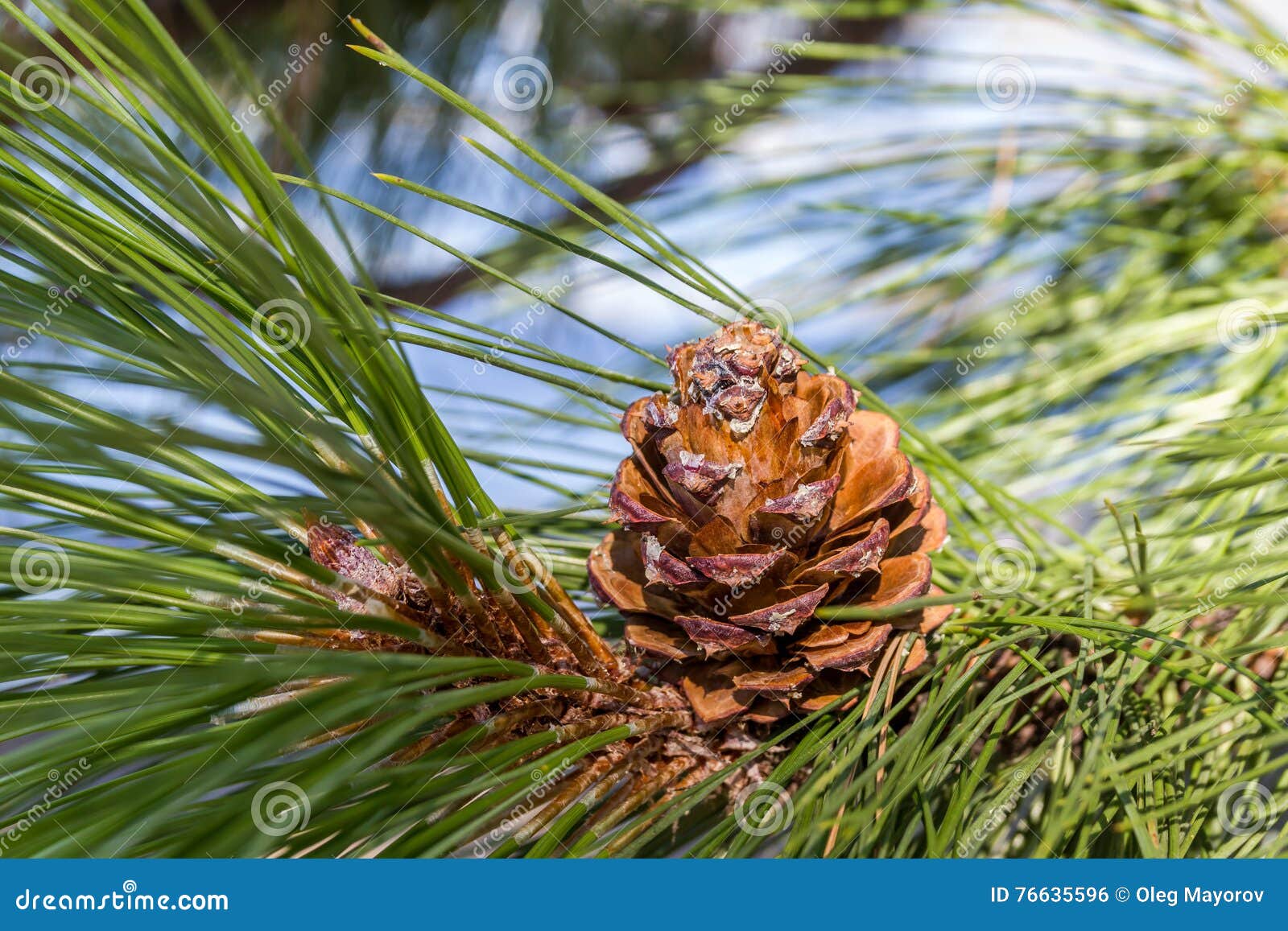 Beautiful Color Pine Cone on Green Branches Stock Photo Image of