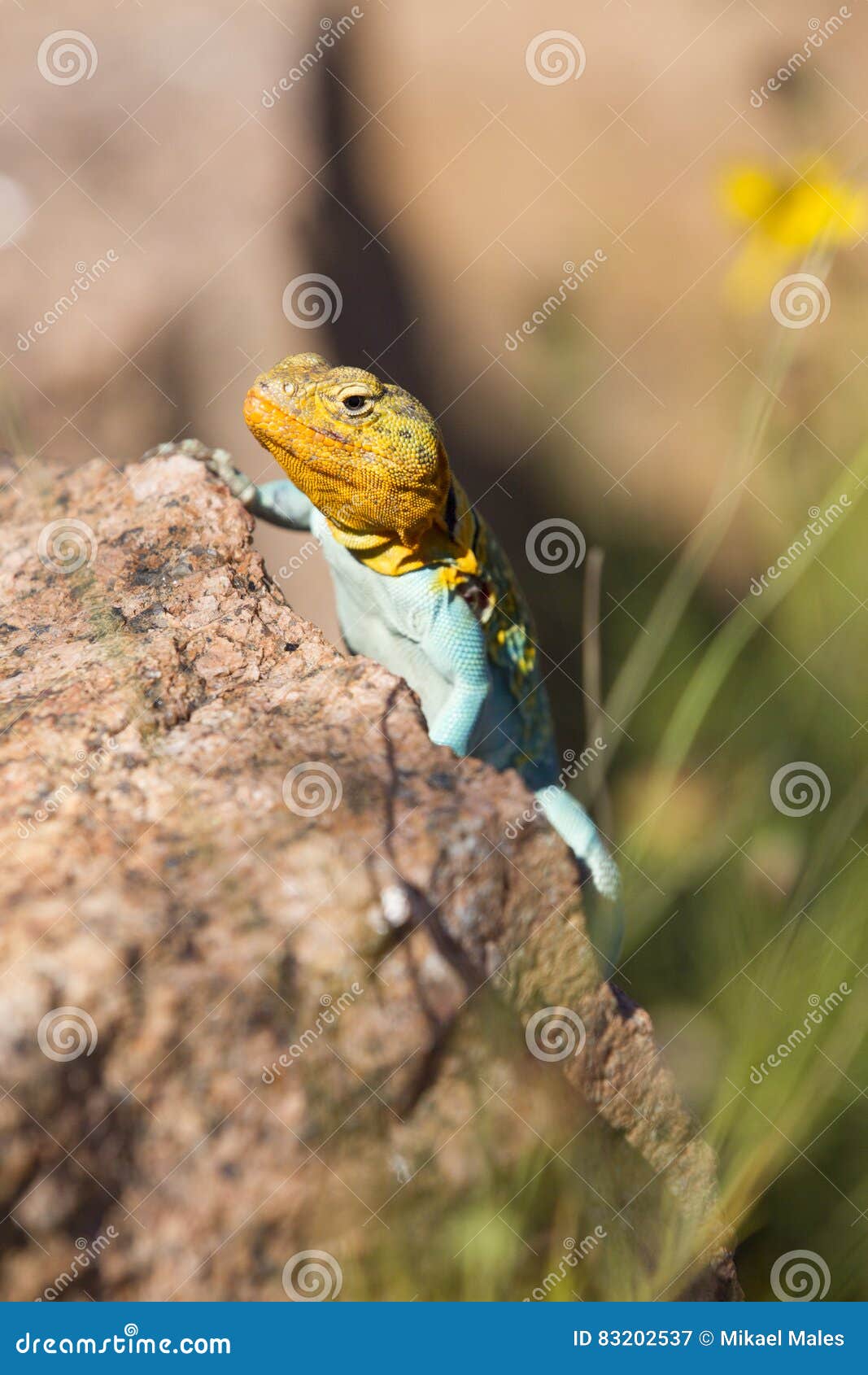 beautiful coloration of collared lizard