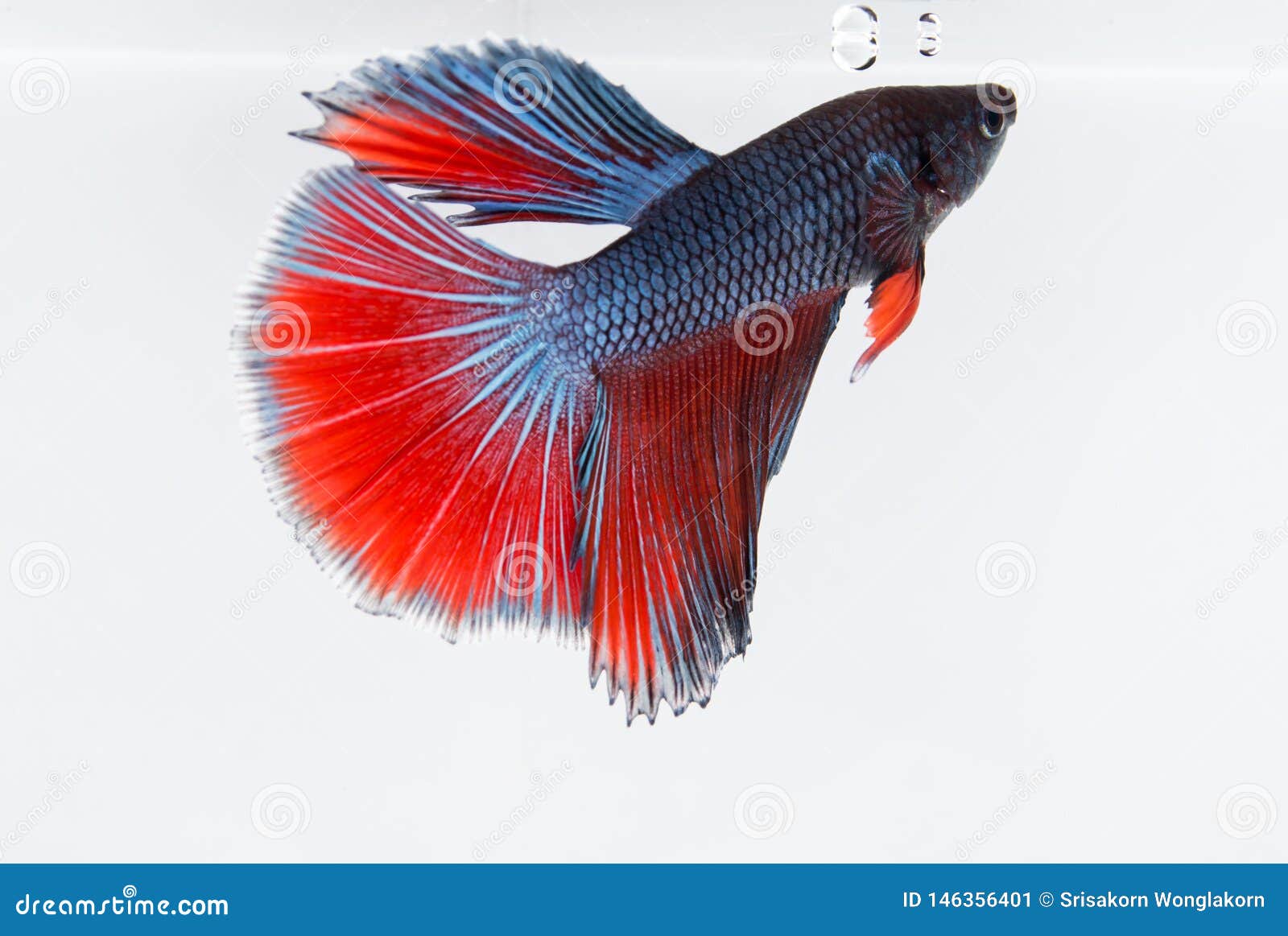 Beautiful Colored Fish Tail Stock Image - Image of healthcare, colored ...