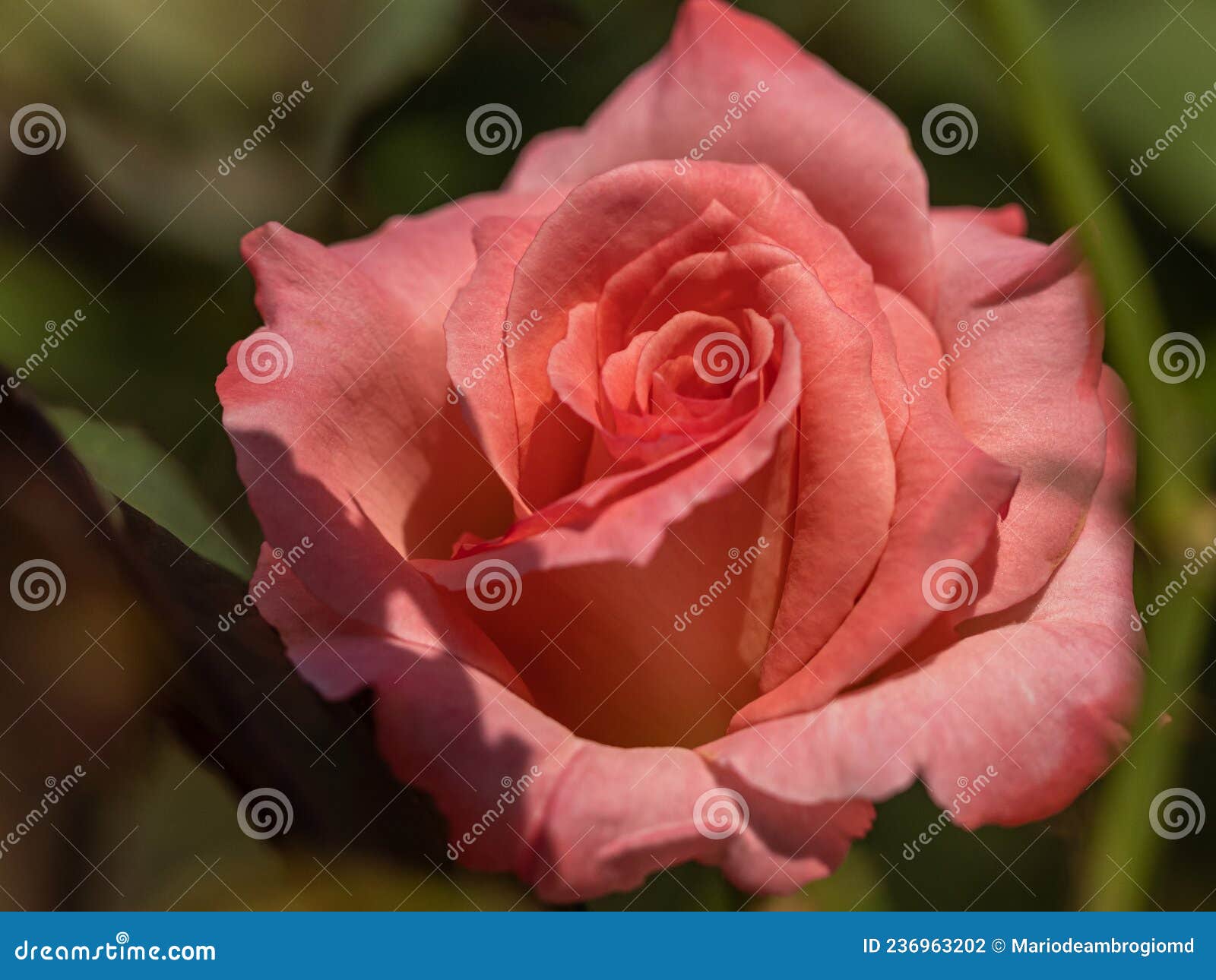 Beautiful Rose Flower on Natural Background Stock Photo Image of
