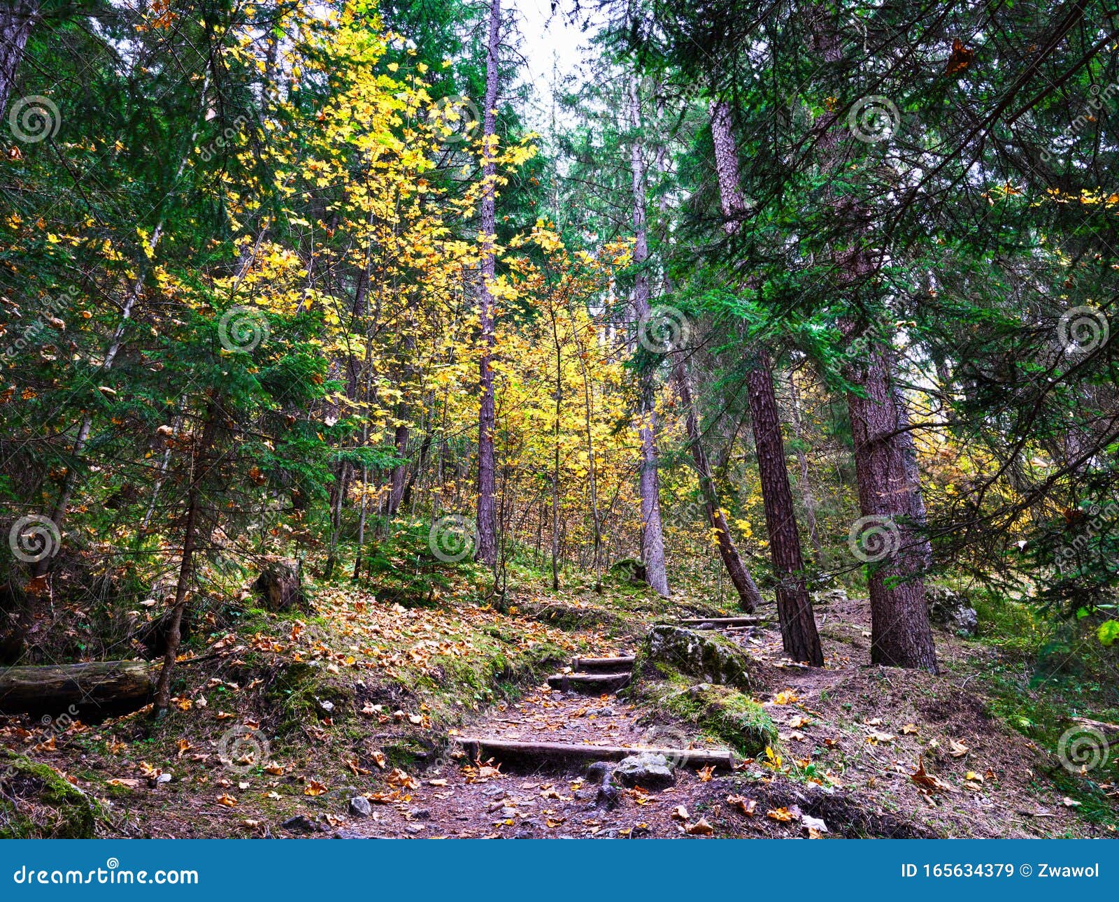 Beautiful Colored Trees in the Woods Around GarmischPartenkirchen