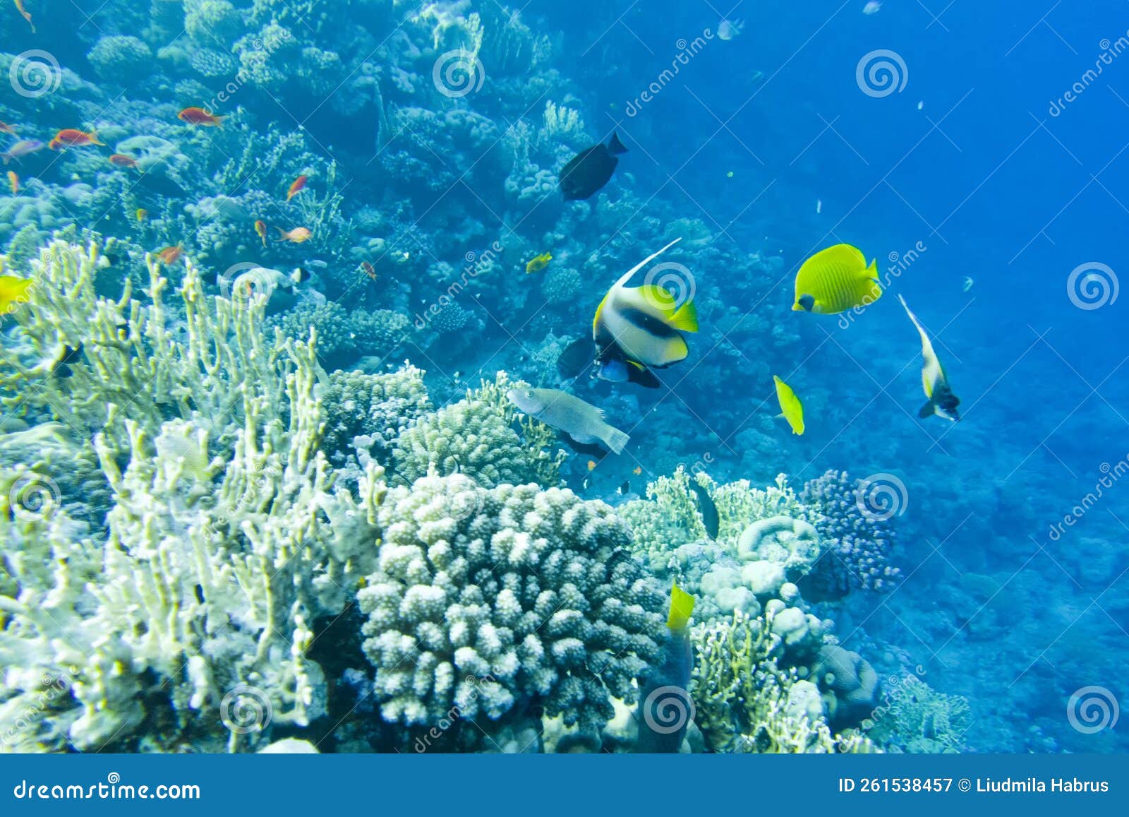 Beautiful Colorful Coral Reef in the Red Sea Stock Image Image of