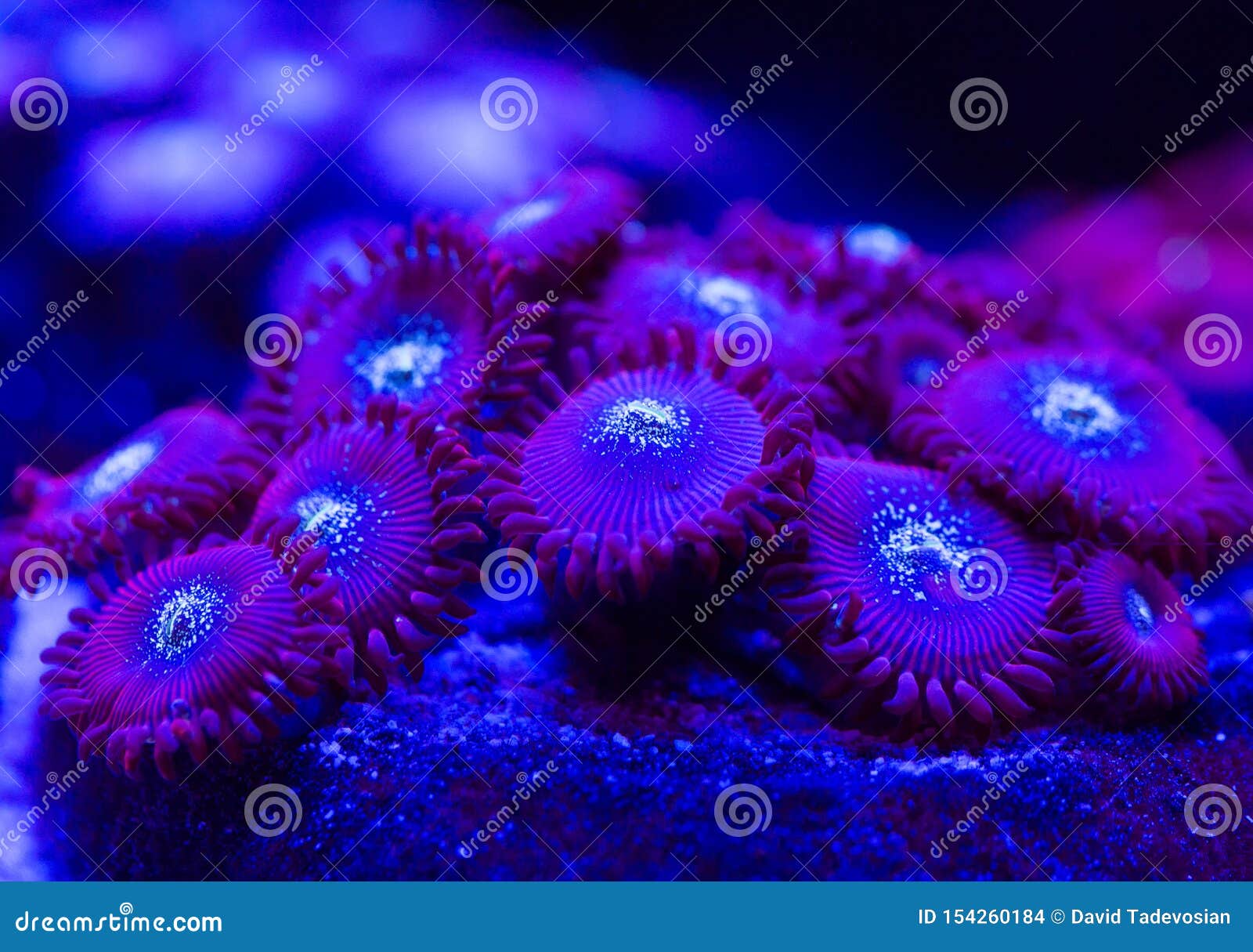 Beautiful and Colorful Corals in a Marine Aquarium. Stock Photo - Image ...