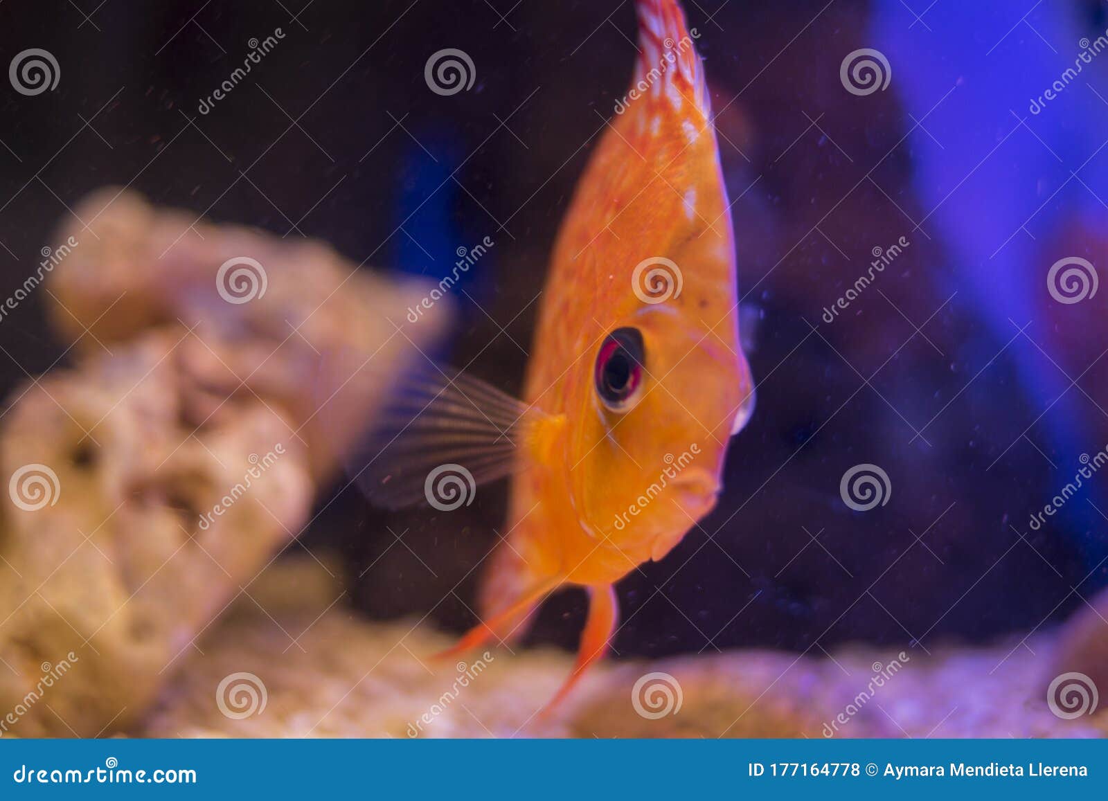 orange discus fire in the aquarium