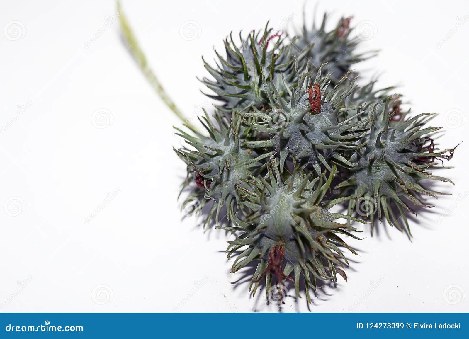 Beautiful Colorful Flowers Seeds Close Up on the White Backgraund Stock ...