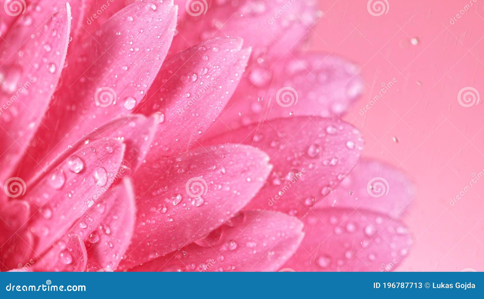 Beautiful Colorful Gerbera Daisy with Water Drops Falling. Stock Image