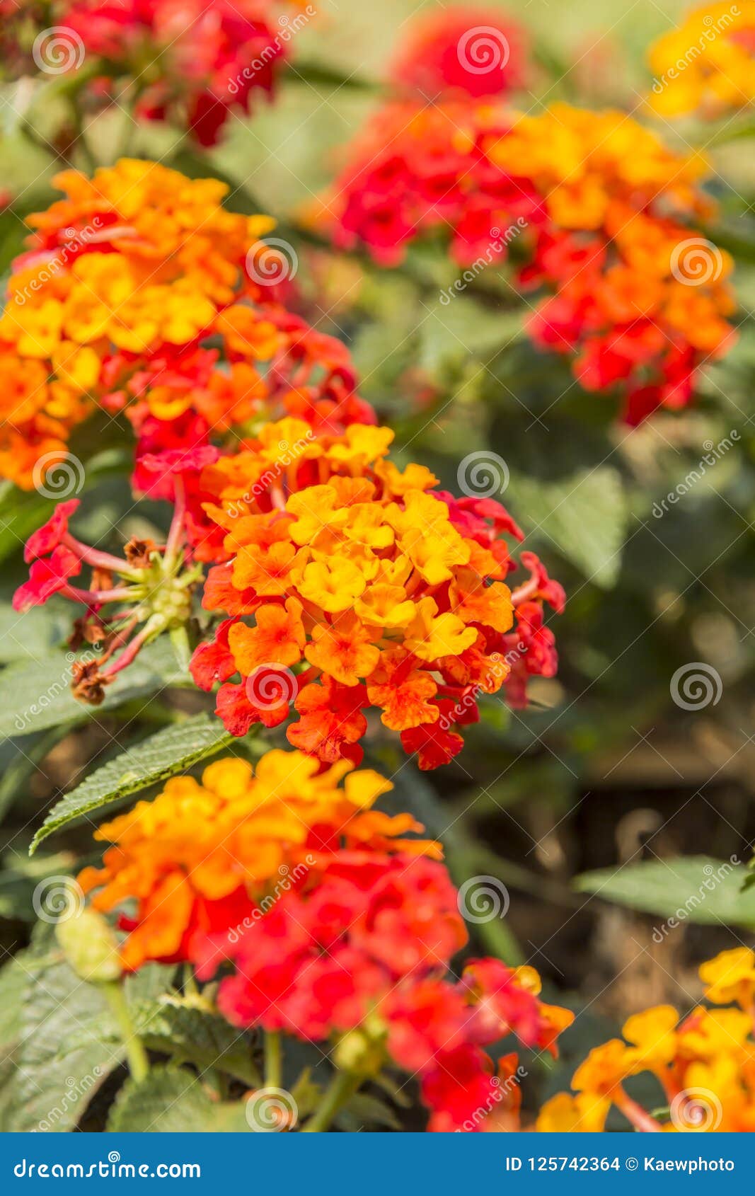 Beautiful Colorful Hedge Flower, Weeping Lantana, Lantana Camara Linn ...