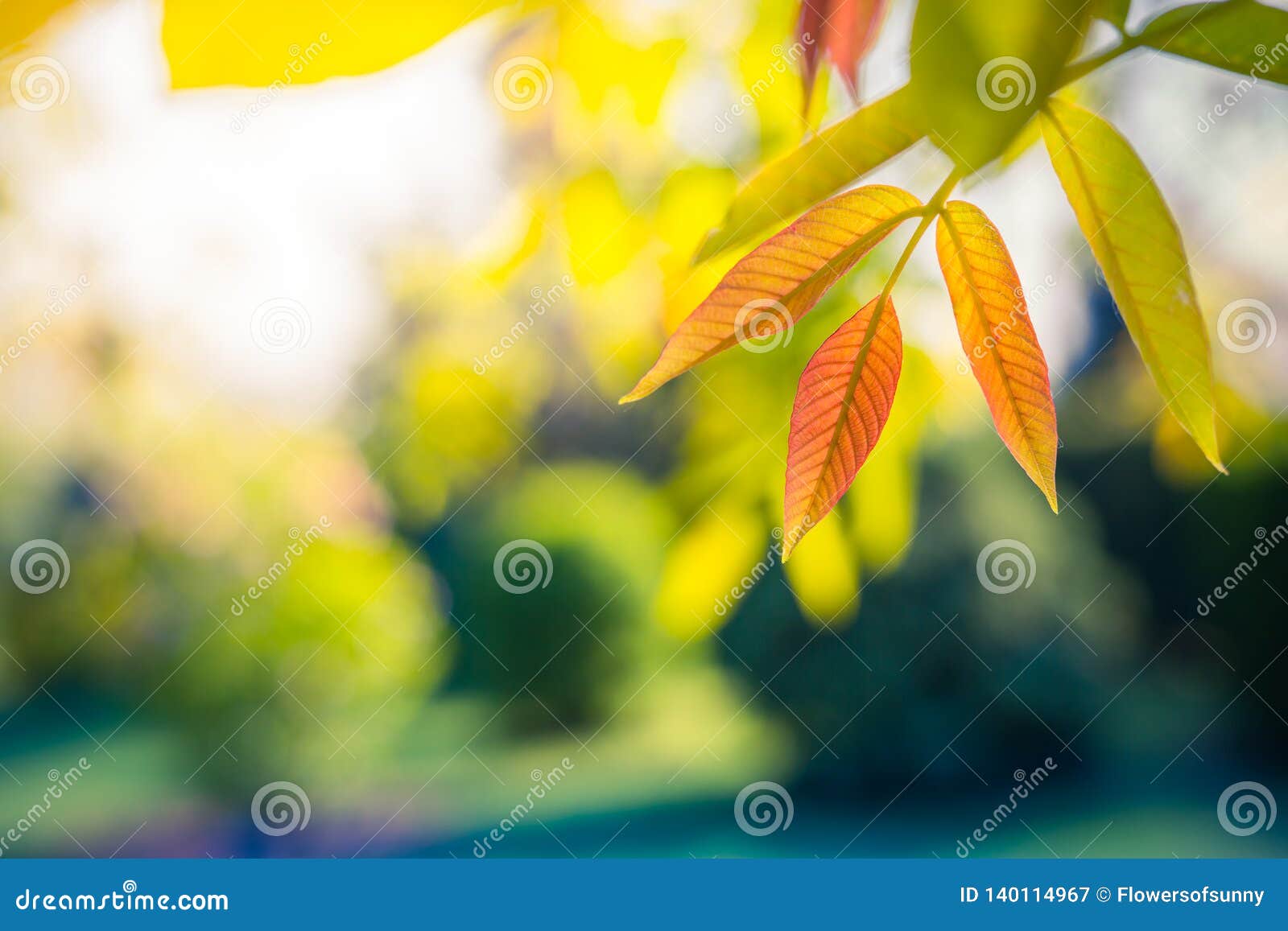 Beautiful Colorful Leaves, Seasonal Nature Background Stock Image - Image  of garden, flower: 140114967