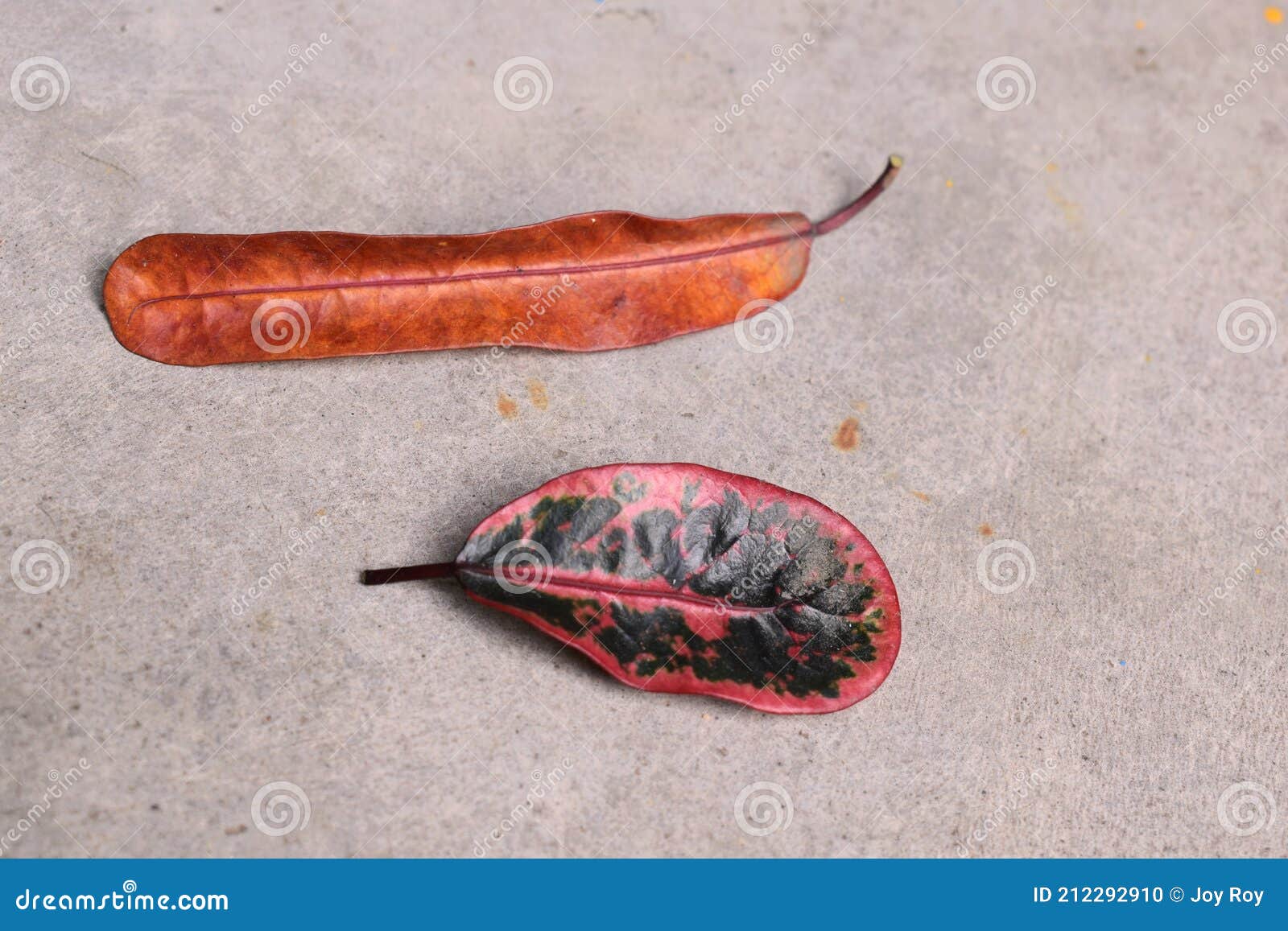 beautiful and colorful leaves top shot.