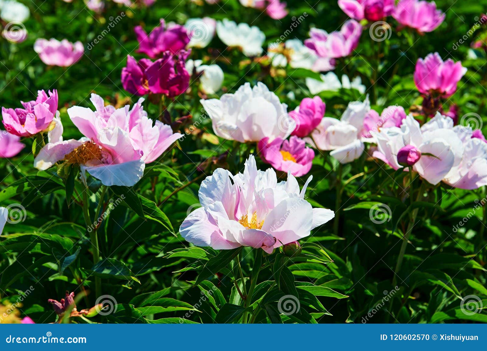 The Beautiful Colorful Peony Flowers In Garden Stock Photo Image Of