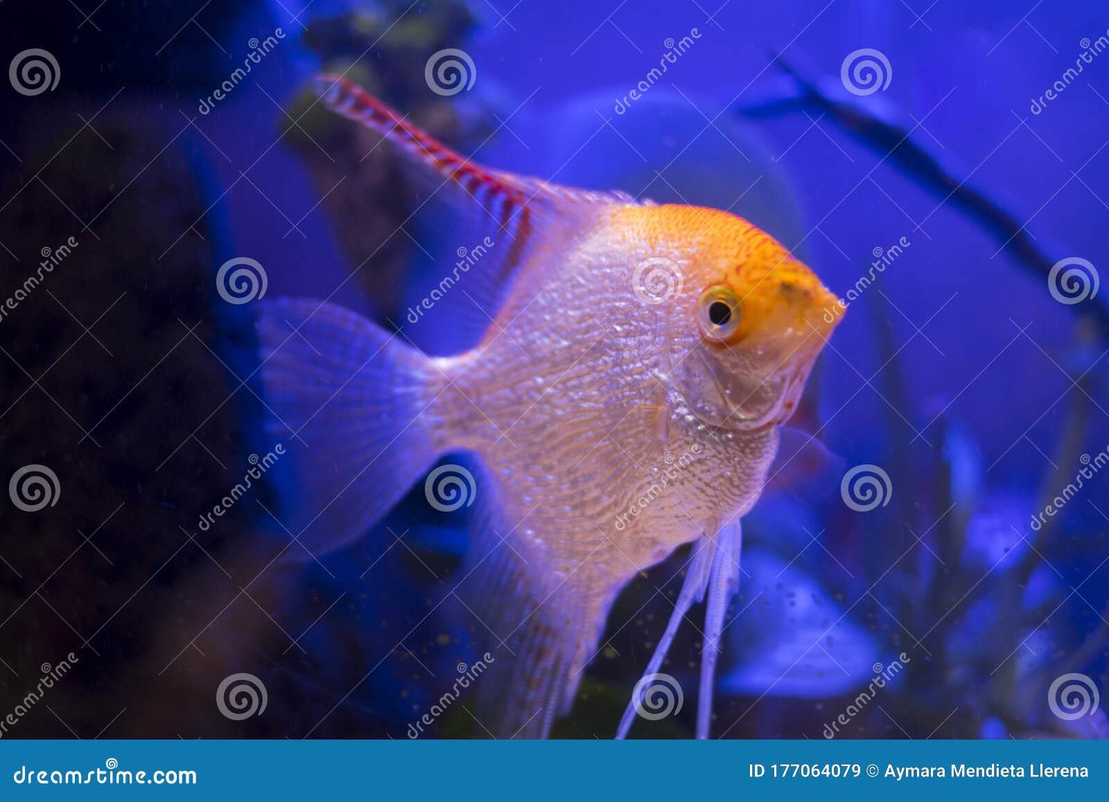 scalar fish in the aquarium