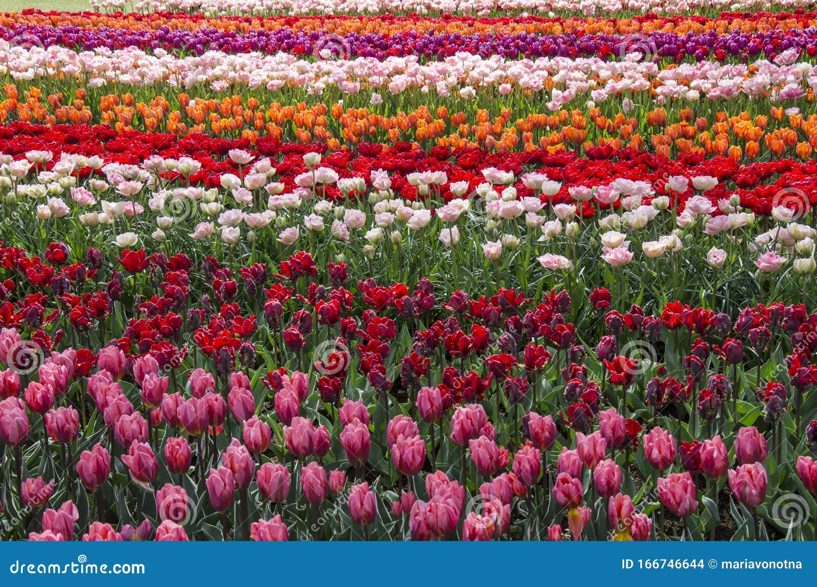 Beautiful Colorful Tulips in Garden Stock Photo - Image of colorful ...