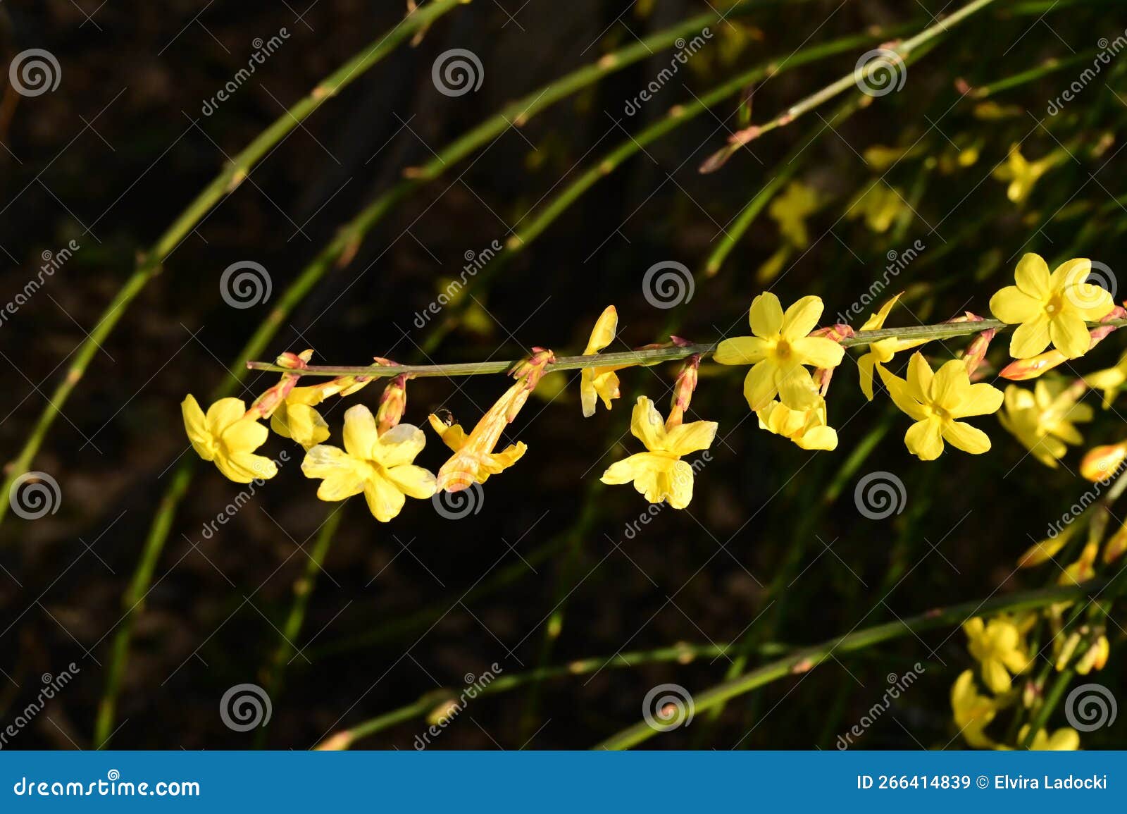 the beautiful colorful winter flower close up view in my garden