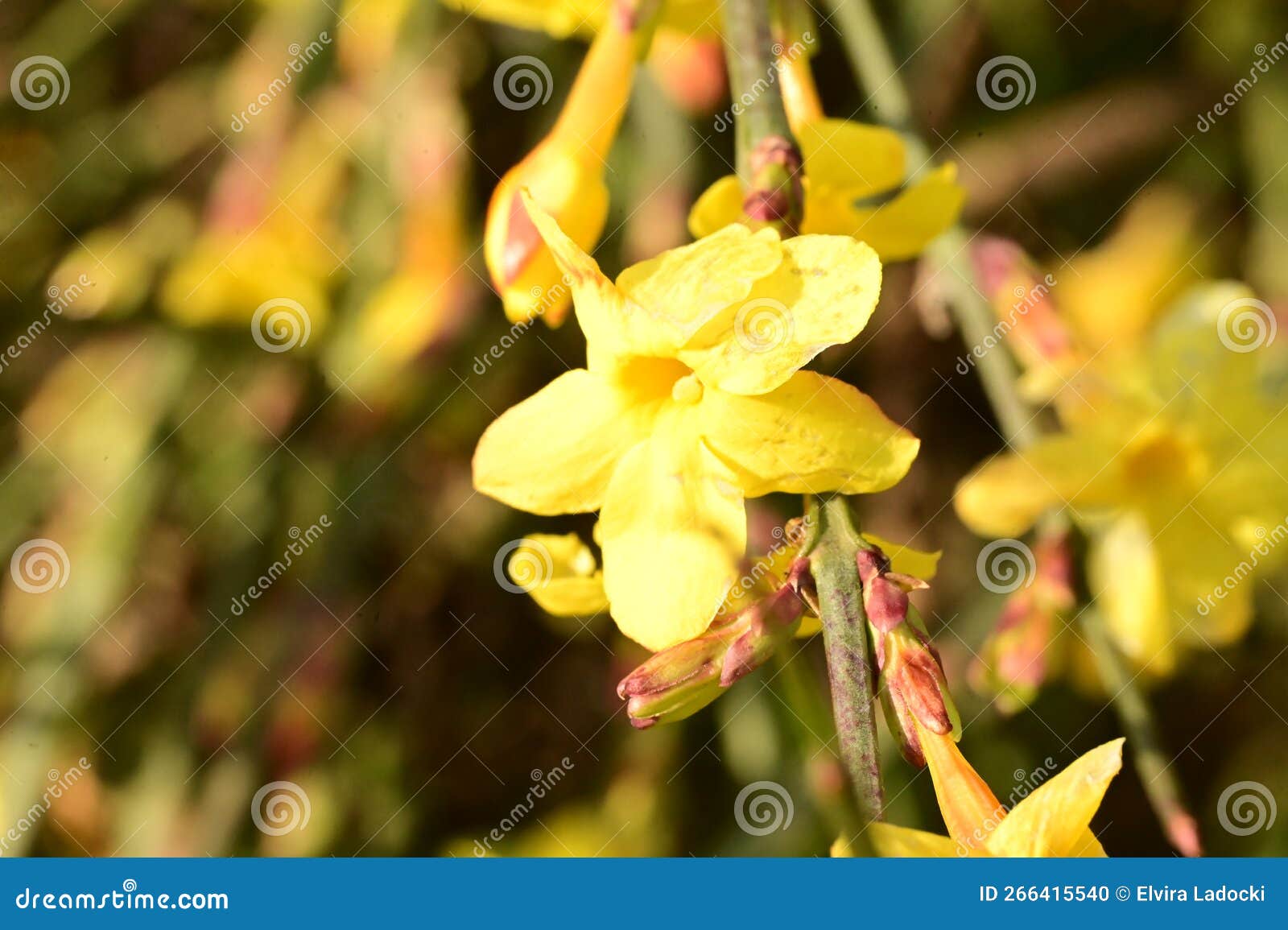 the beautiful colorful winter flower close up view in my garden