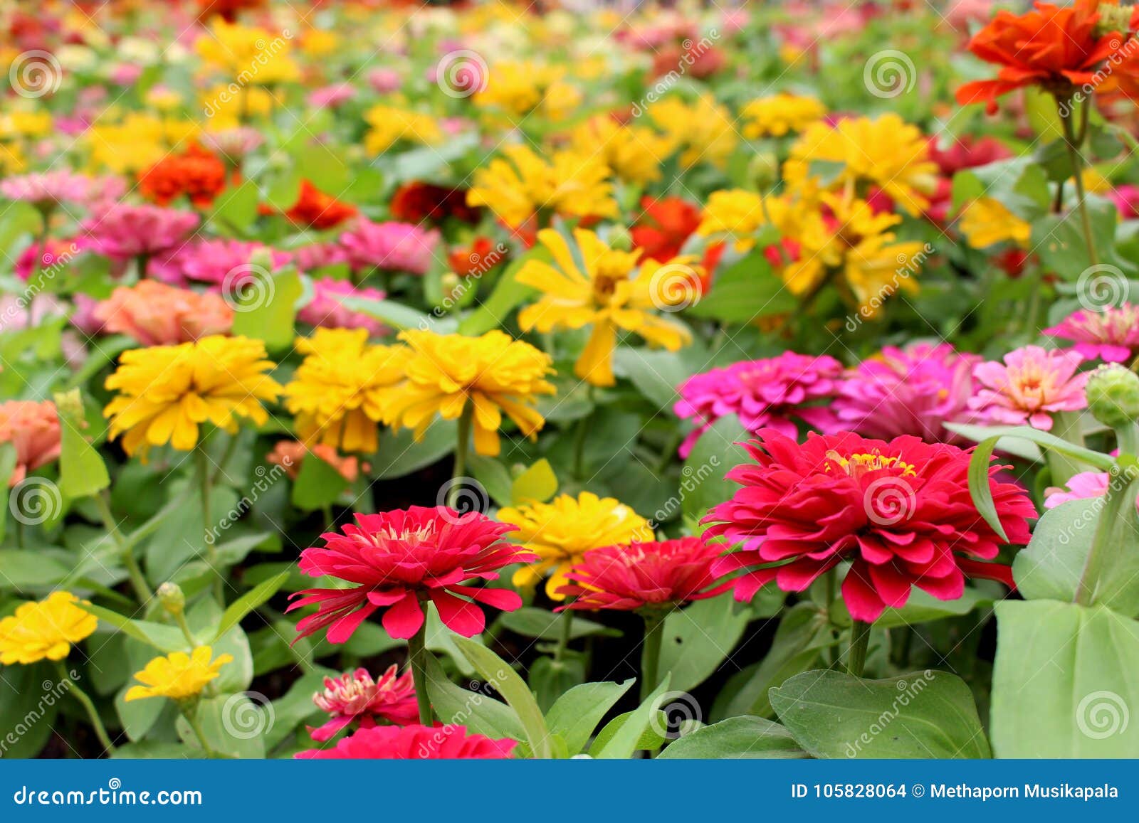 Beautiful Colorful Zinnia Elegans Flowers On Wonderful Flowers Background In The Garden For Background Stock Photo Image Of Background Close 105828064
