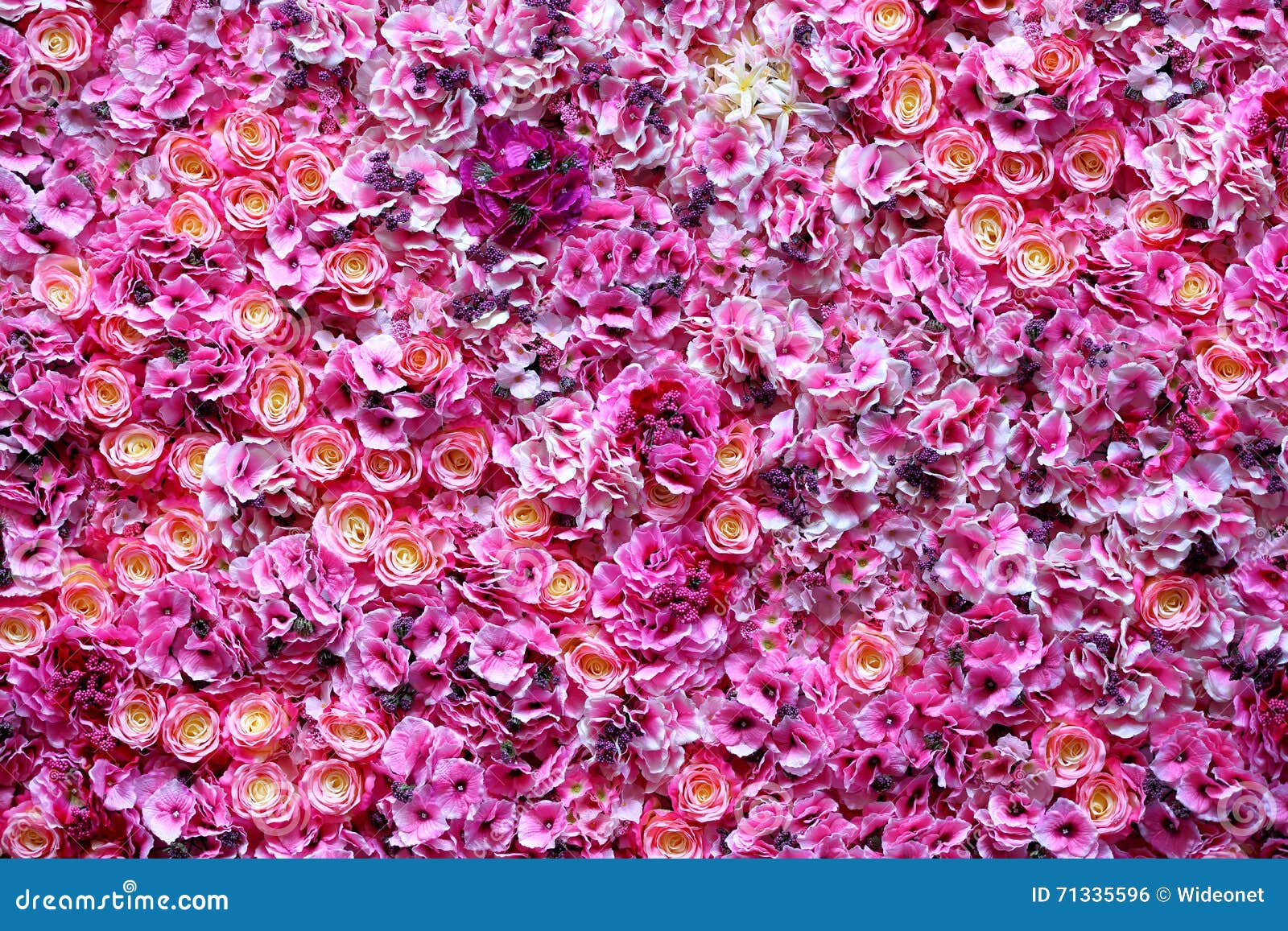 Beautiful Colour Flowers Wall Background Stock Photo Image of