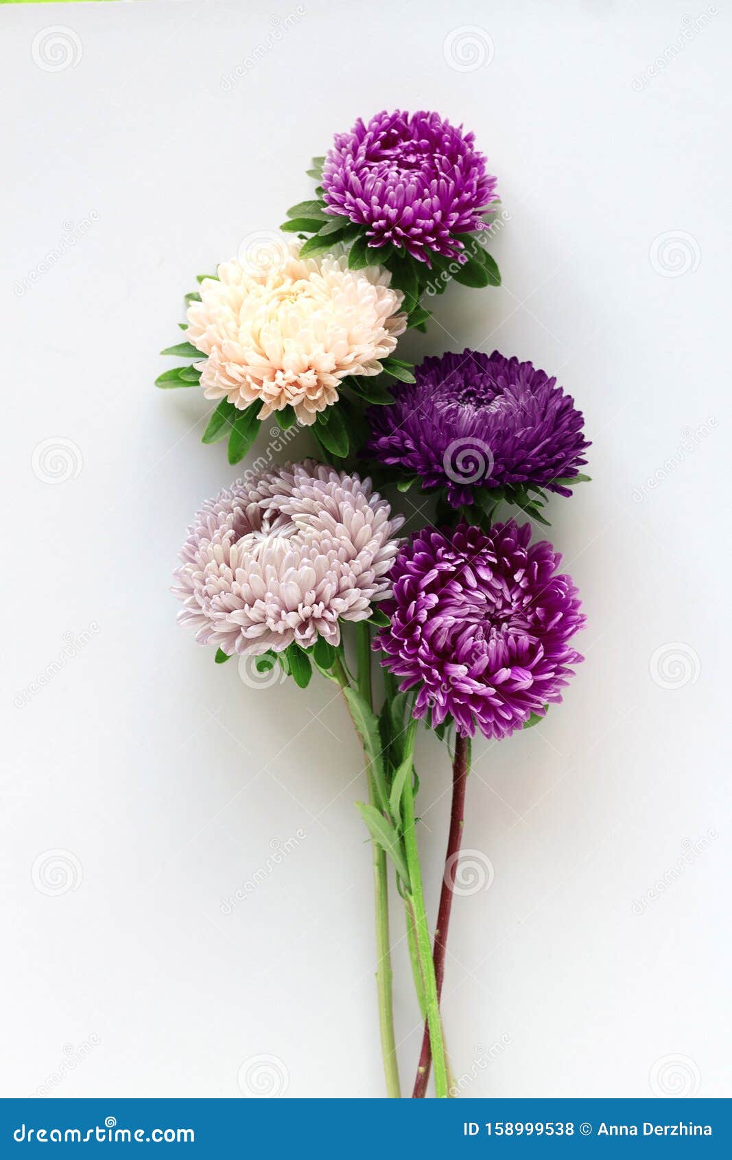 Colourful Asters Flowers Bouquet on Gray Background. . Stock Photo ...