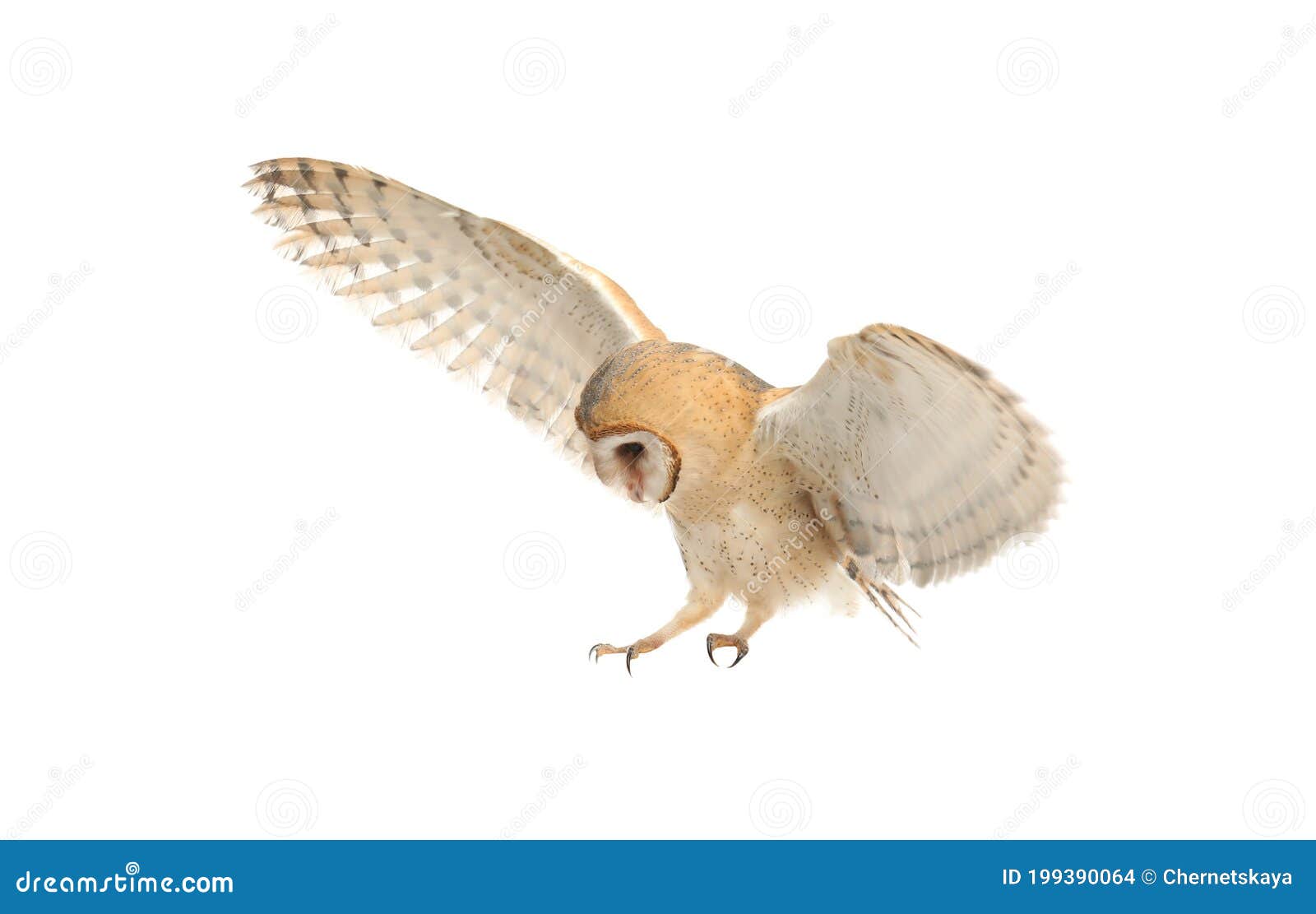 beautiful common barn owl flying on white background