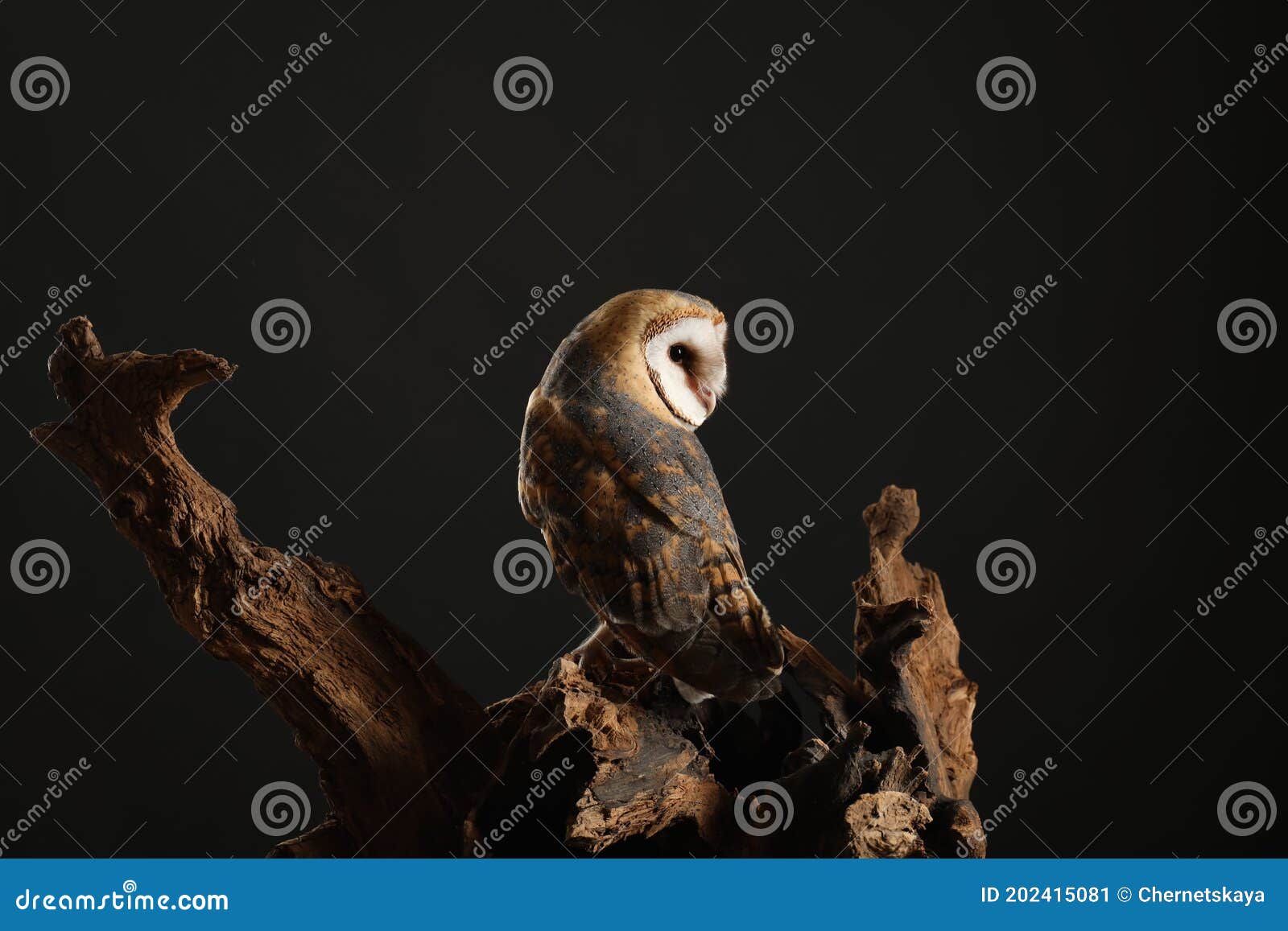 beautiful common barn owl on tree against black background