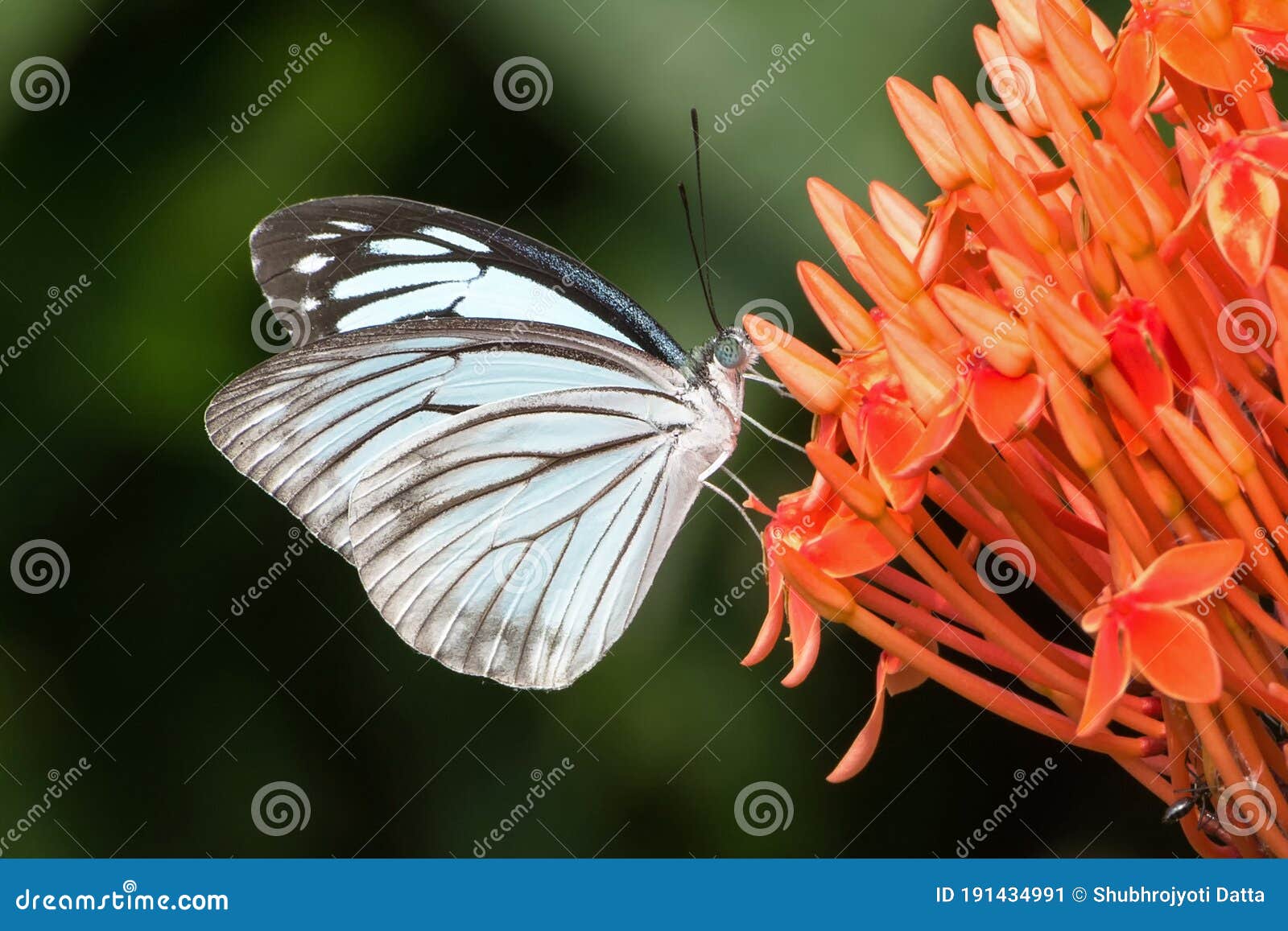 common wanderer butterfly pareronia valeria