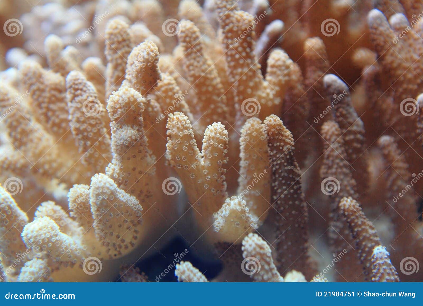 Beautiful coral closeup stock image. Image of abstract - 21984751