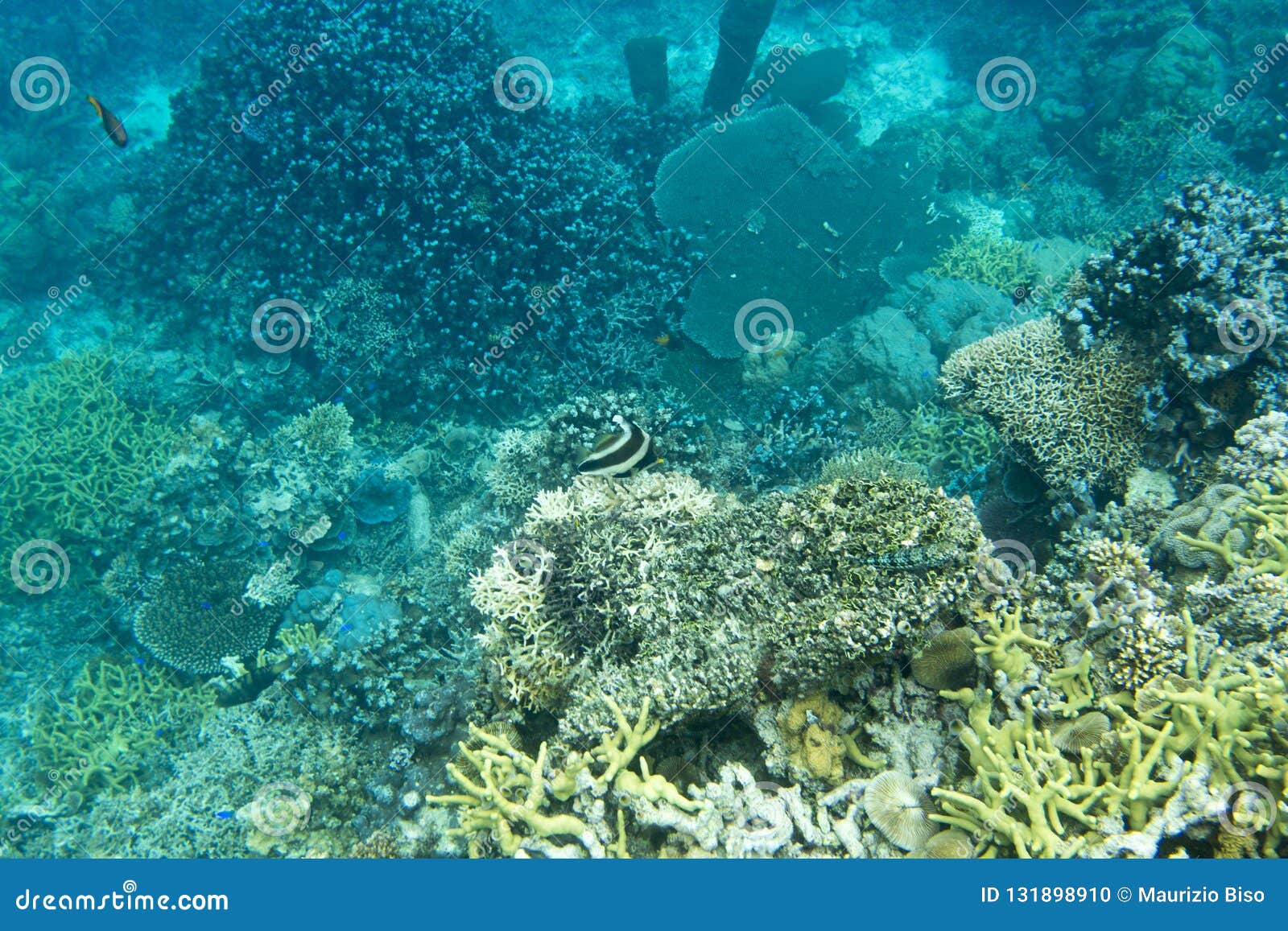 Beautiful Coral Reef in Indonesia Stock Photo Image of jellyfish