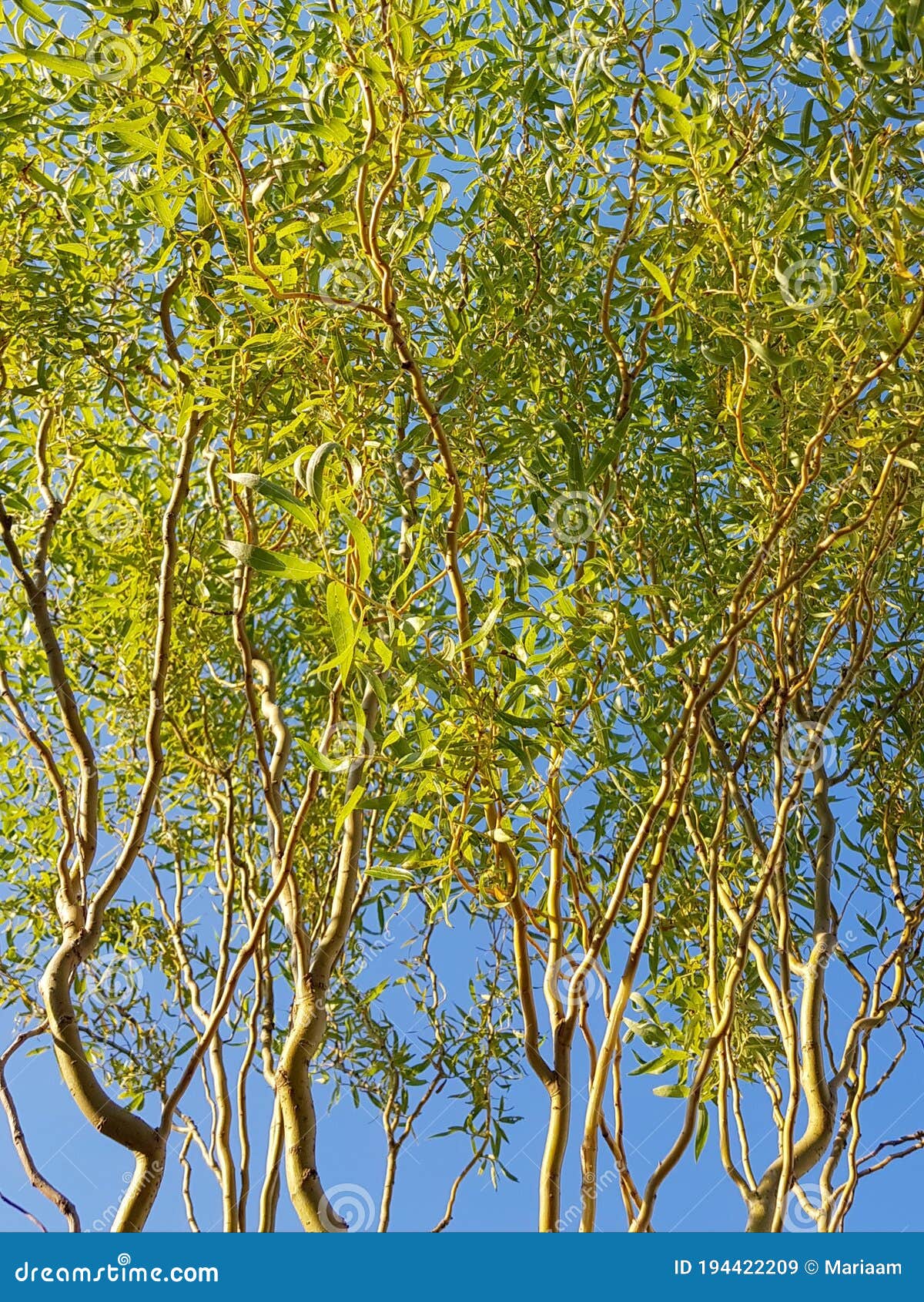Corkscrew Willow Trees Stock Photos - Free & Royalty-Free Stock Photos