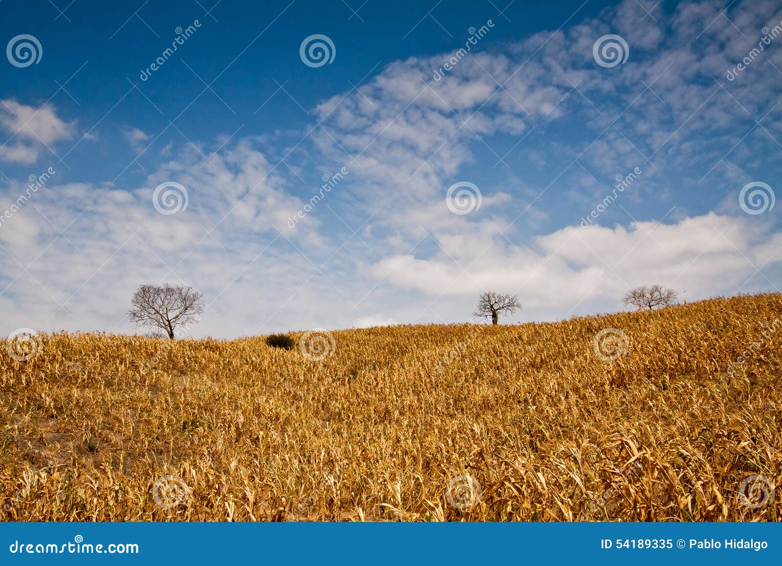 beautiful corn field in manabi, ecuador