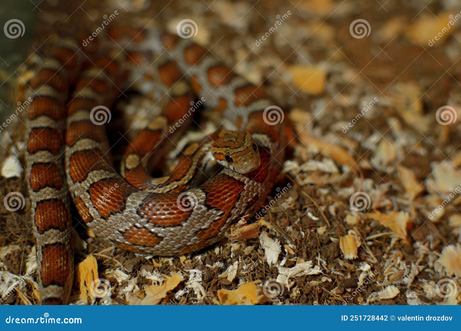 Beautiful Corn Snake Resting on Its Belly Stock Photo Image of head
