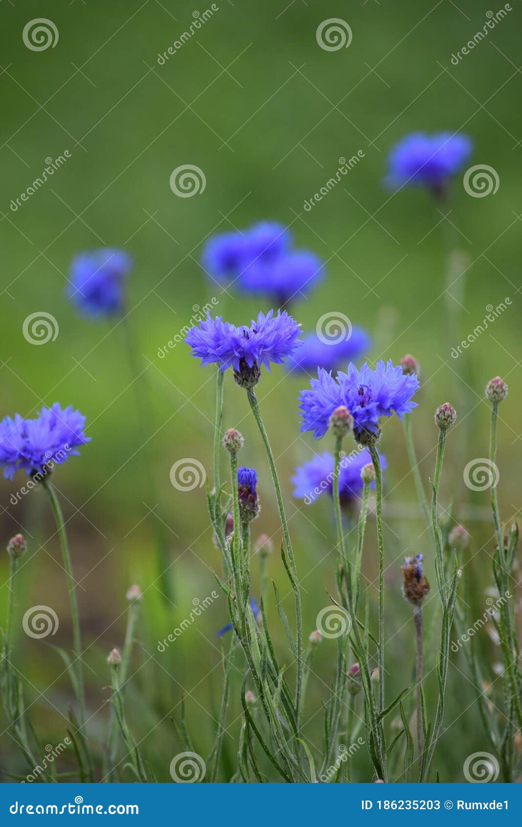 Beautiful Cornflower on a Meadow Stock Image Image of corn, flower