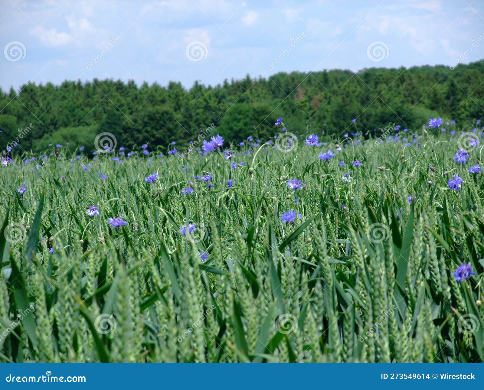 Beautiful Cornflowers Growing in the Green Field Stock Photo Image of