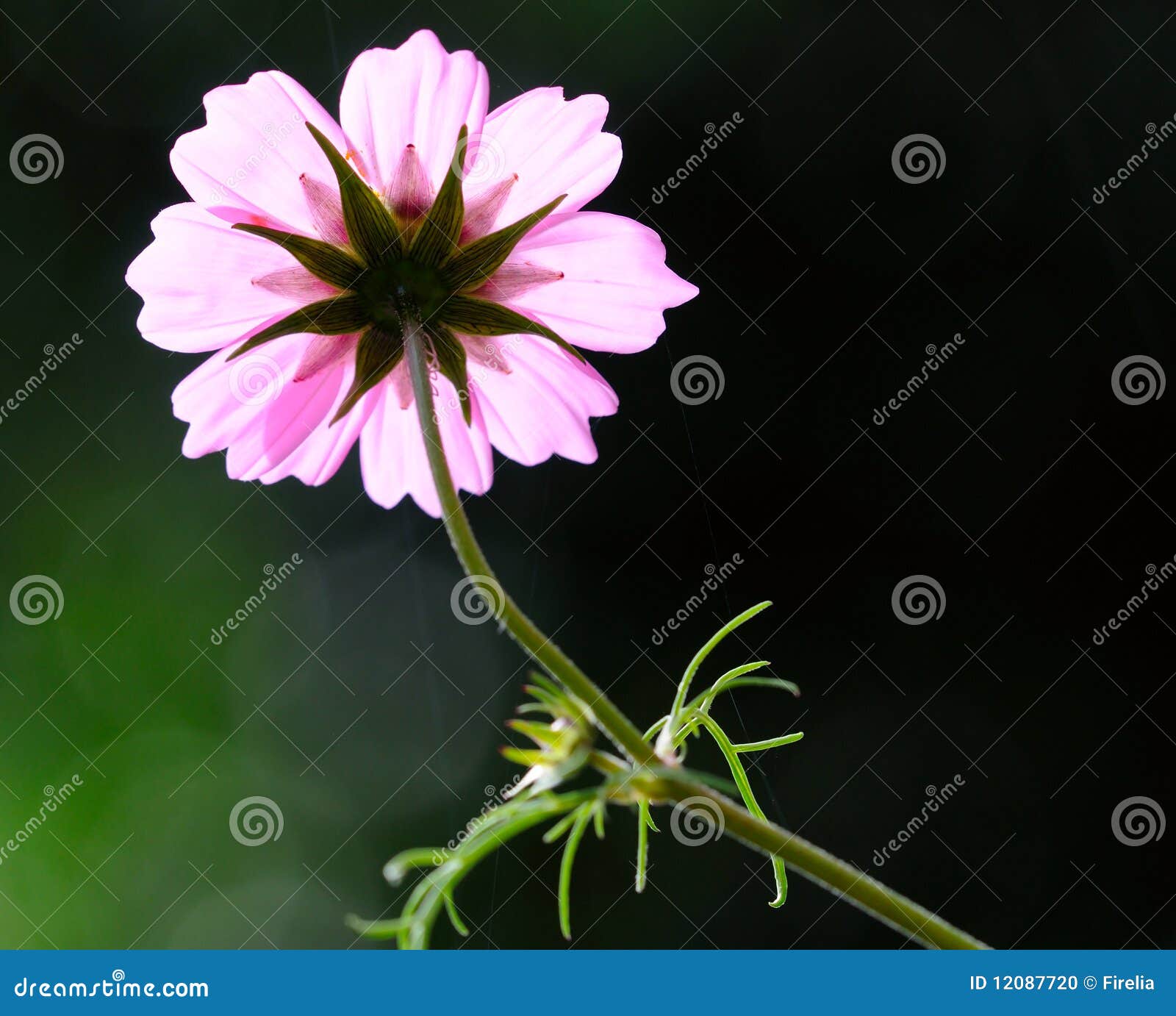 Beautiful Cosmos flower stock photo. Image of cosmea - 12087720