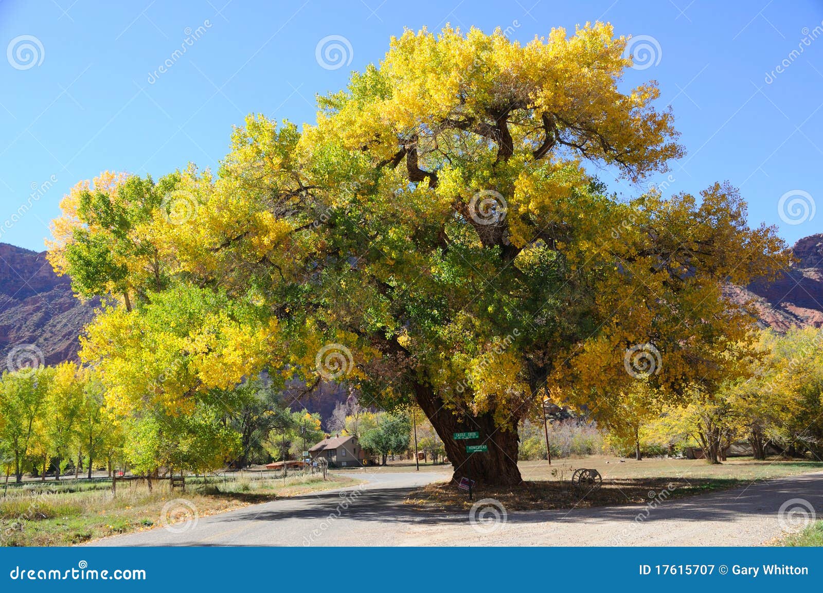 beautiful cottonwood tree in autumn