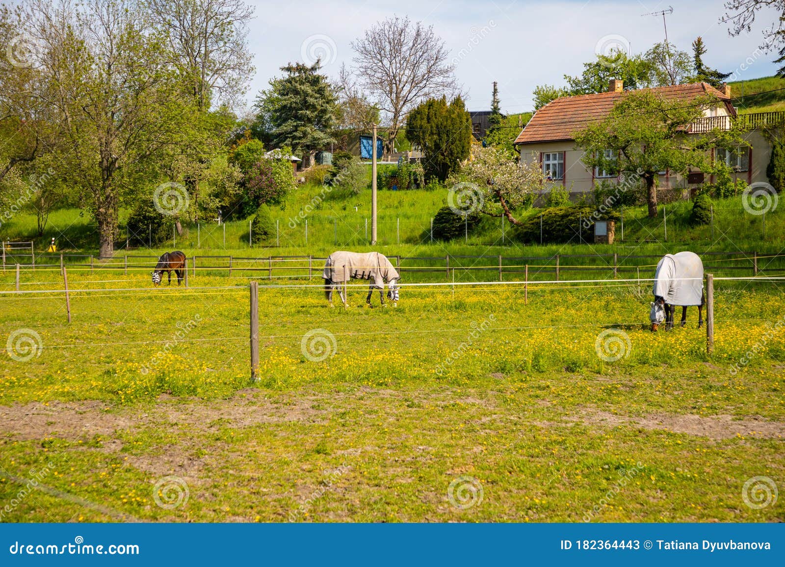 Beautiful Countryside View with a Horses Animal in Farm in Deep Countryside  Small Town in Czech Republic Stock Image - Image of horses, mammal:  182364443