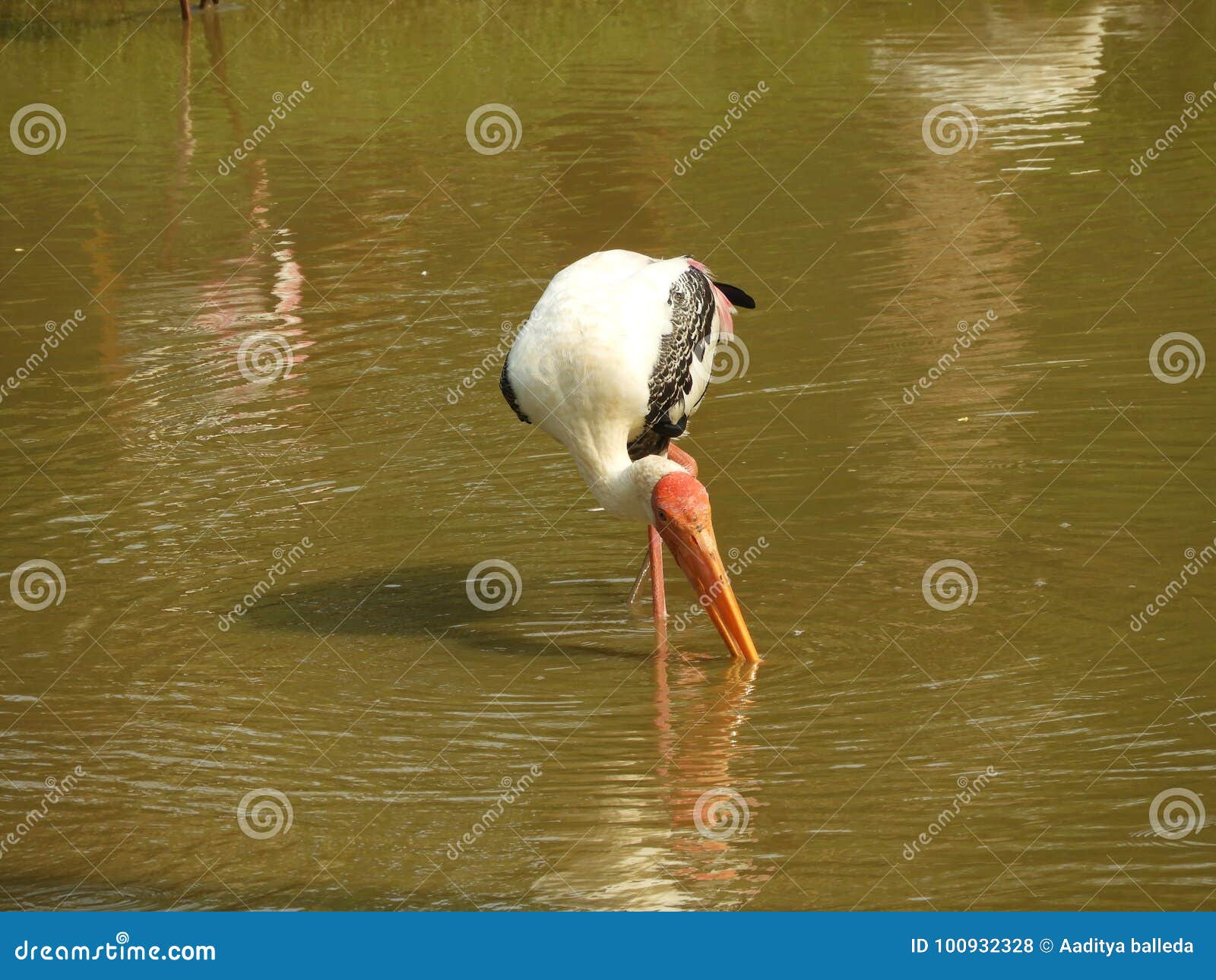 Beautiful Crane Bird in Water Stock Photo Image of water, beautiful