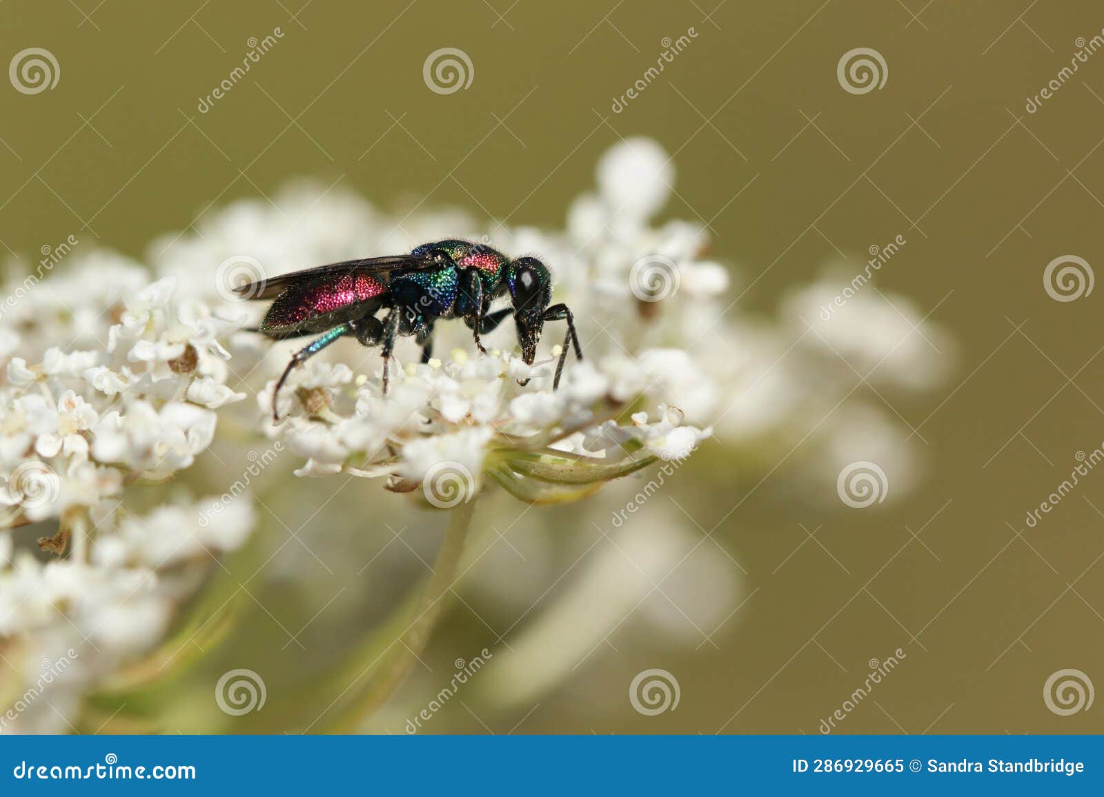 a beautiful cuckoo wasp, hedychrum rutilans, feeding on the pollen of a flowering wild carrot plant.