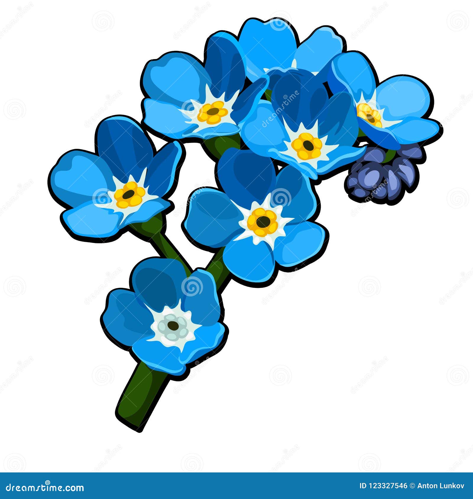 Field Forget-Me-Not Myosotis arvensis