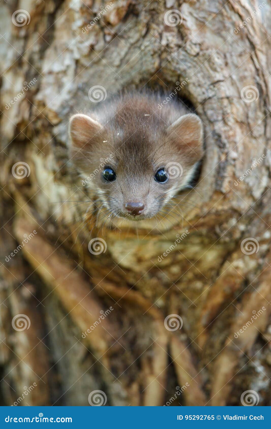 Beautiful cute beech marten, forest animal, Martes foina. Beautiful cute beech marten, forest animal, Martes foina, Stone marten, detail portrait. Small predator with the tree trunk near forest. Czech republic, europe.