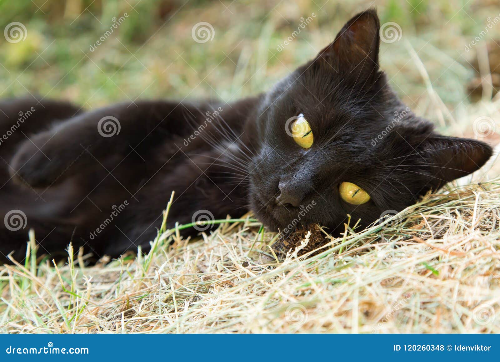 beautiful cute black bombay cat with yellow eyes lies outdoors. portrait closeup
