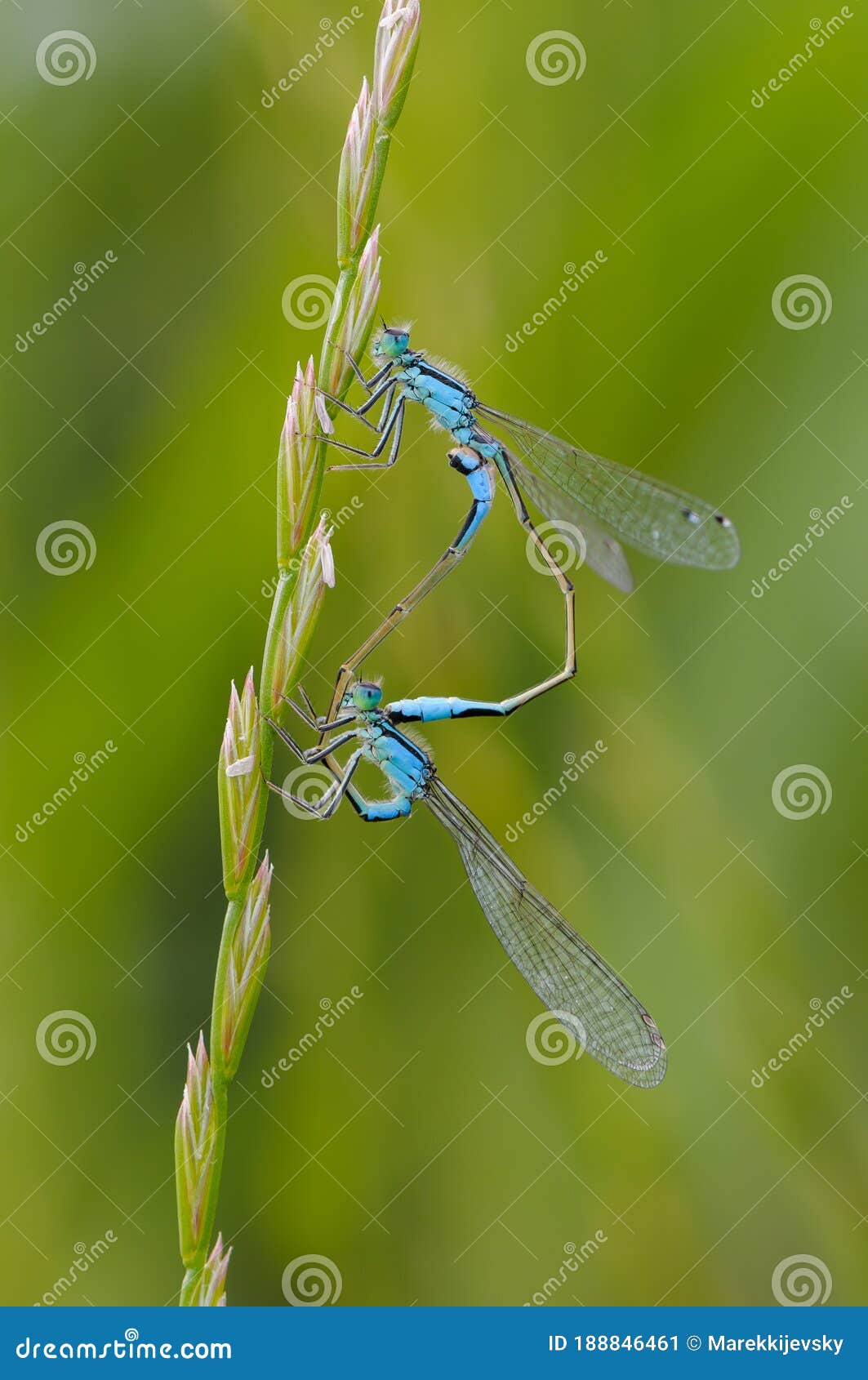 beautiful cute dragonfly ischnura elegans