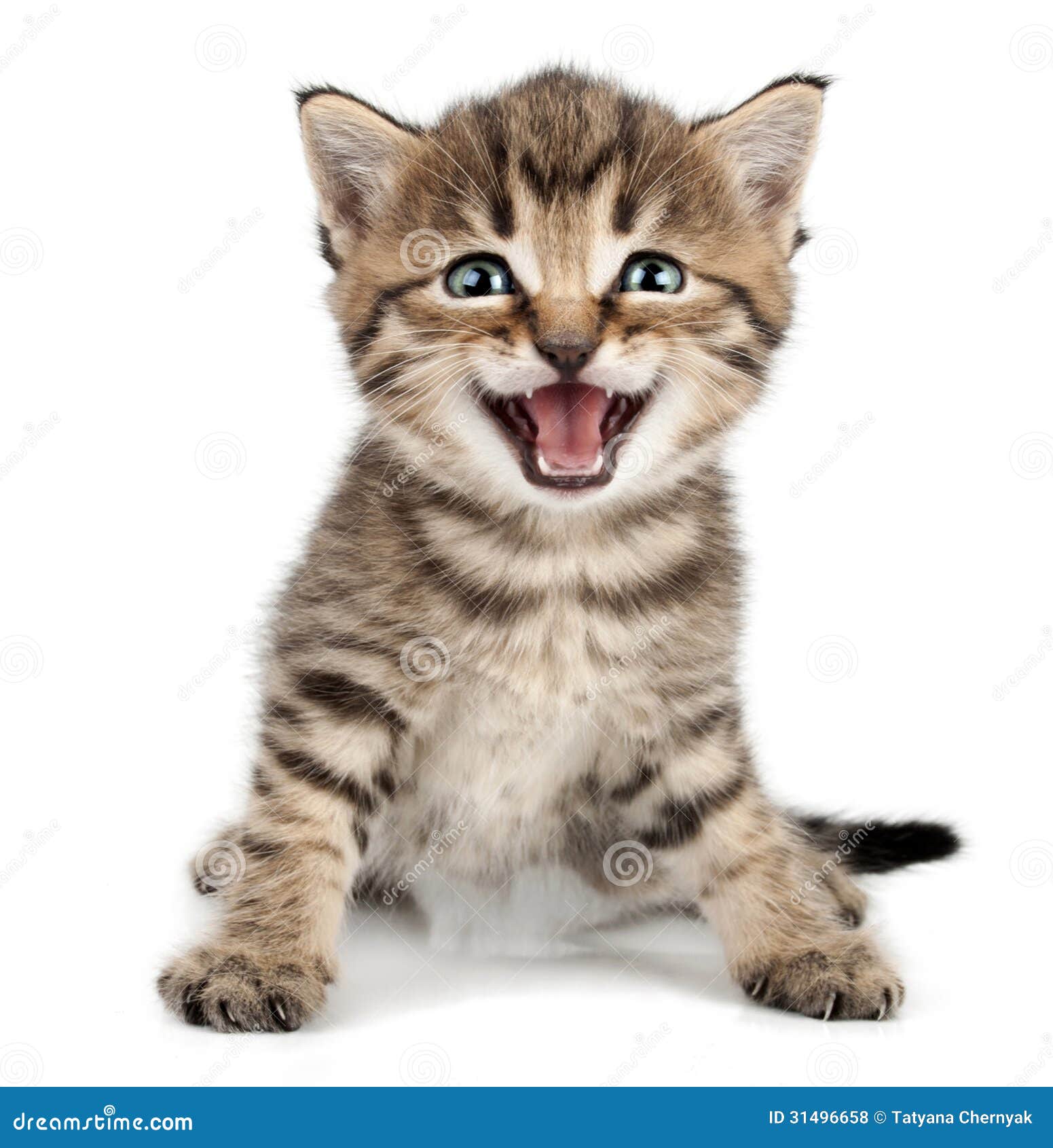 beautiful cute little kitten meowing and smiling